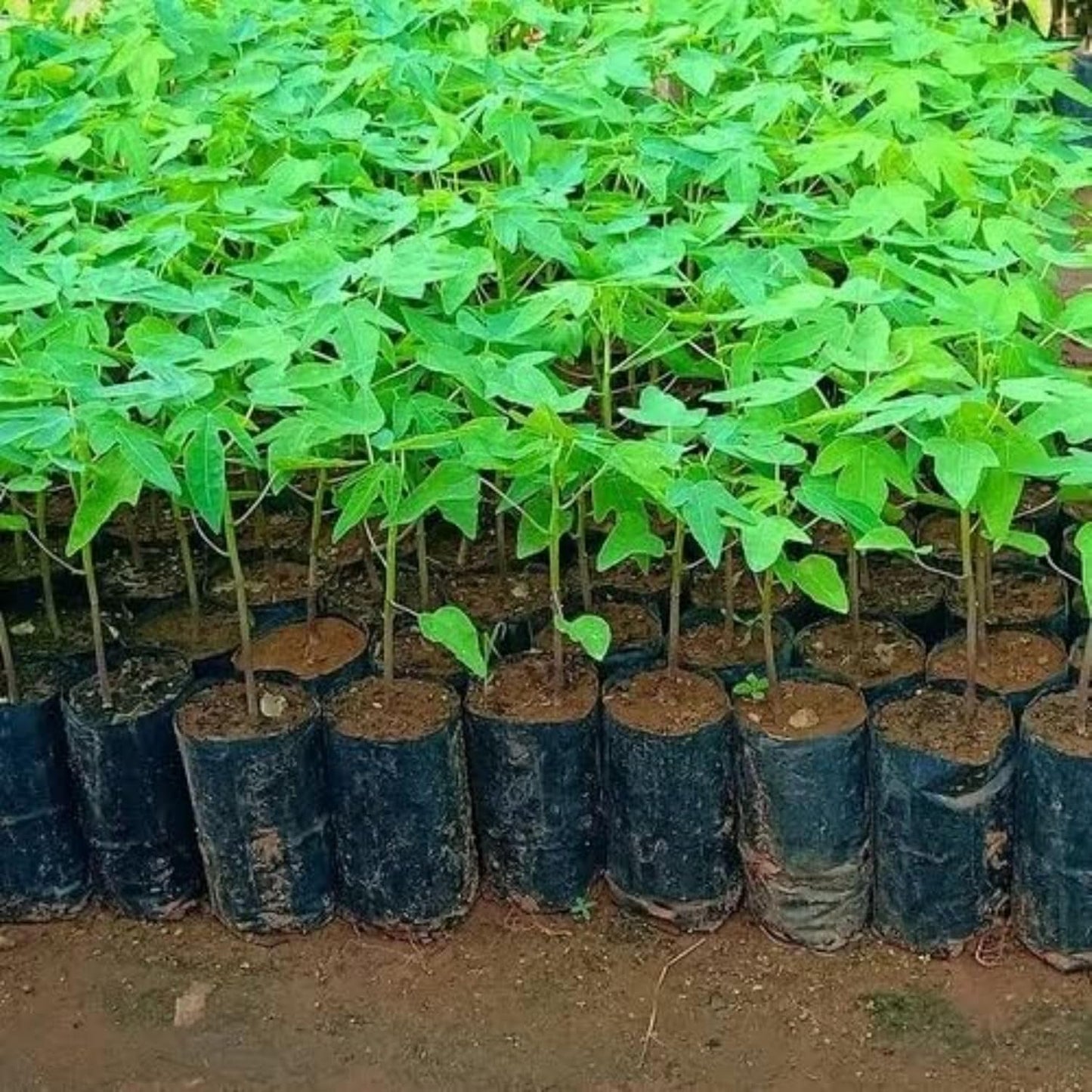 Live Papaya Plant – Sweet & Juicy Tropical Fruit Tree for Home Garden | Fast-Growing & High Yield (Mexican Papaya)