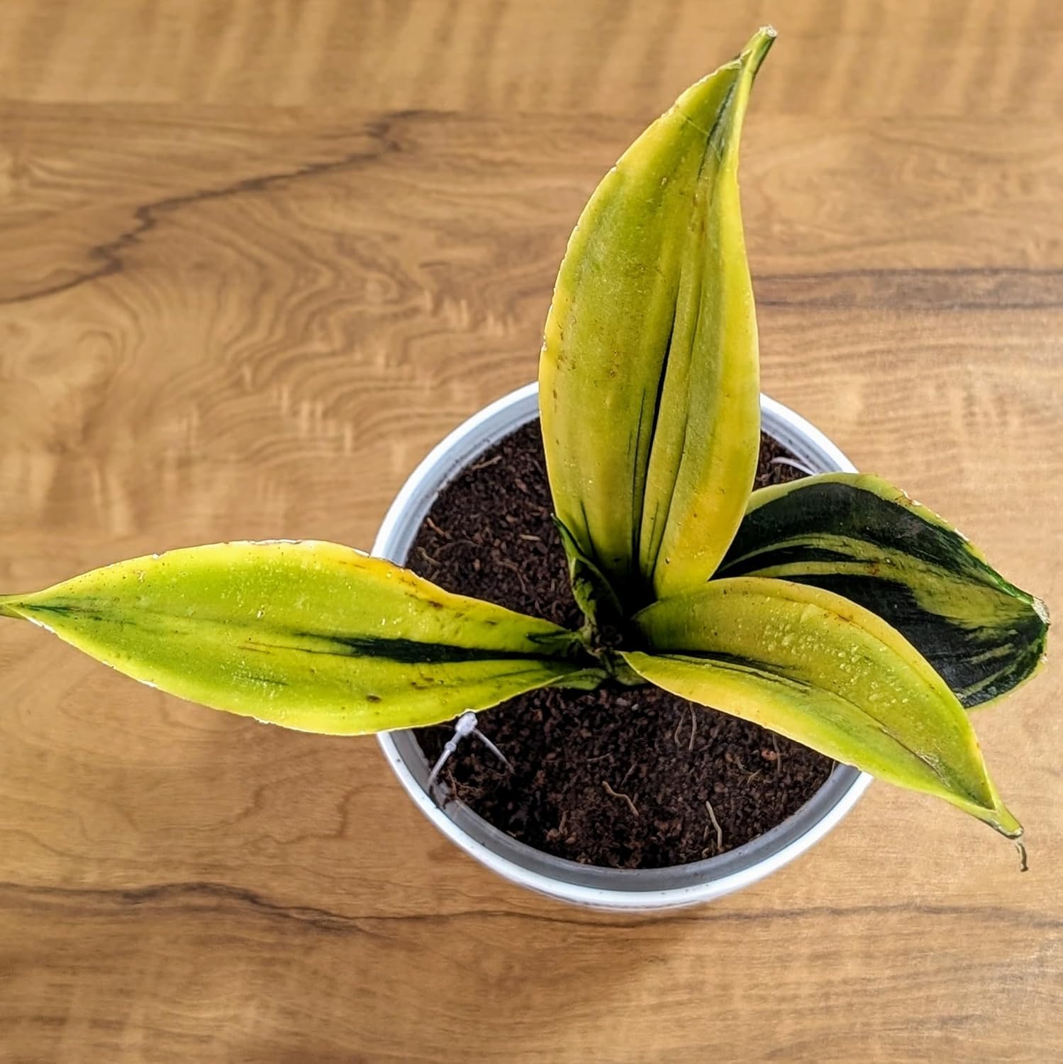 Little Jungle Sansevieria Flame - Live Plant with 5.5 Inches White Decor Pot | Indoor Plants For Home | Snake Plant | Live Plants Indoor | Air Purifying Plant | Live Plant With Pot For Home Decor |