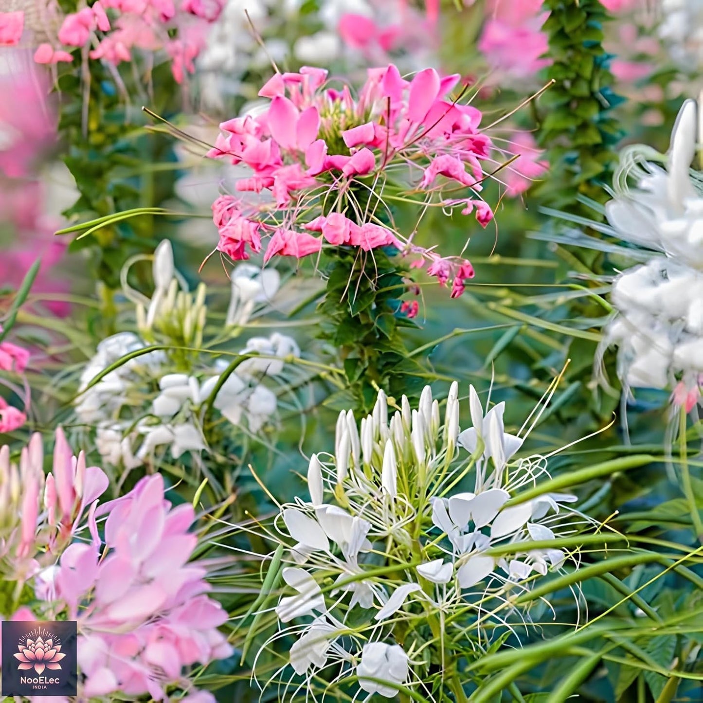 35+ SEEDS- Cleome Flower Seeds For Planting - Easy to Grow, All Year Bloom, Low Maintenance - Seeds Ville