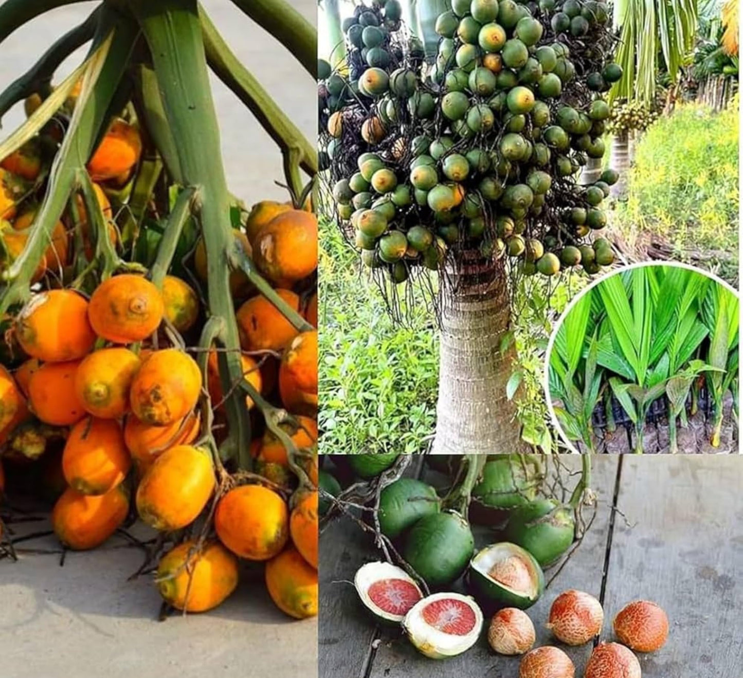 Purple Japanese Miyazaki Mango Plant Original Grafted Fruit Tree Height 1.5-3 Feet Plant Hybrid Plant Fruit In Just 2-3 Years Perfect For Home Gardens Mango Tree Taiyo No Tamago Eggs Of Sun