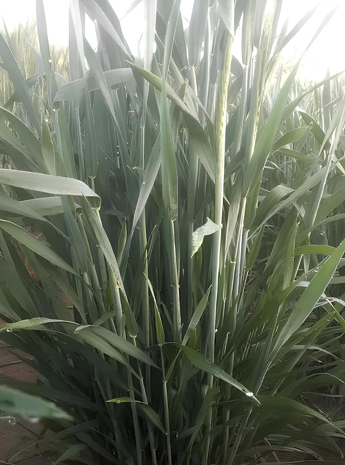 DG 09 Israel Wheat (गेहूँ) Seeds 1kg, All India Suitable, High Yielding Variety-40+ Quintal/Acre - Seeds Ville