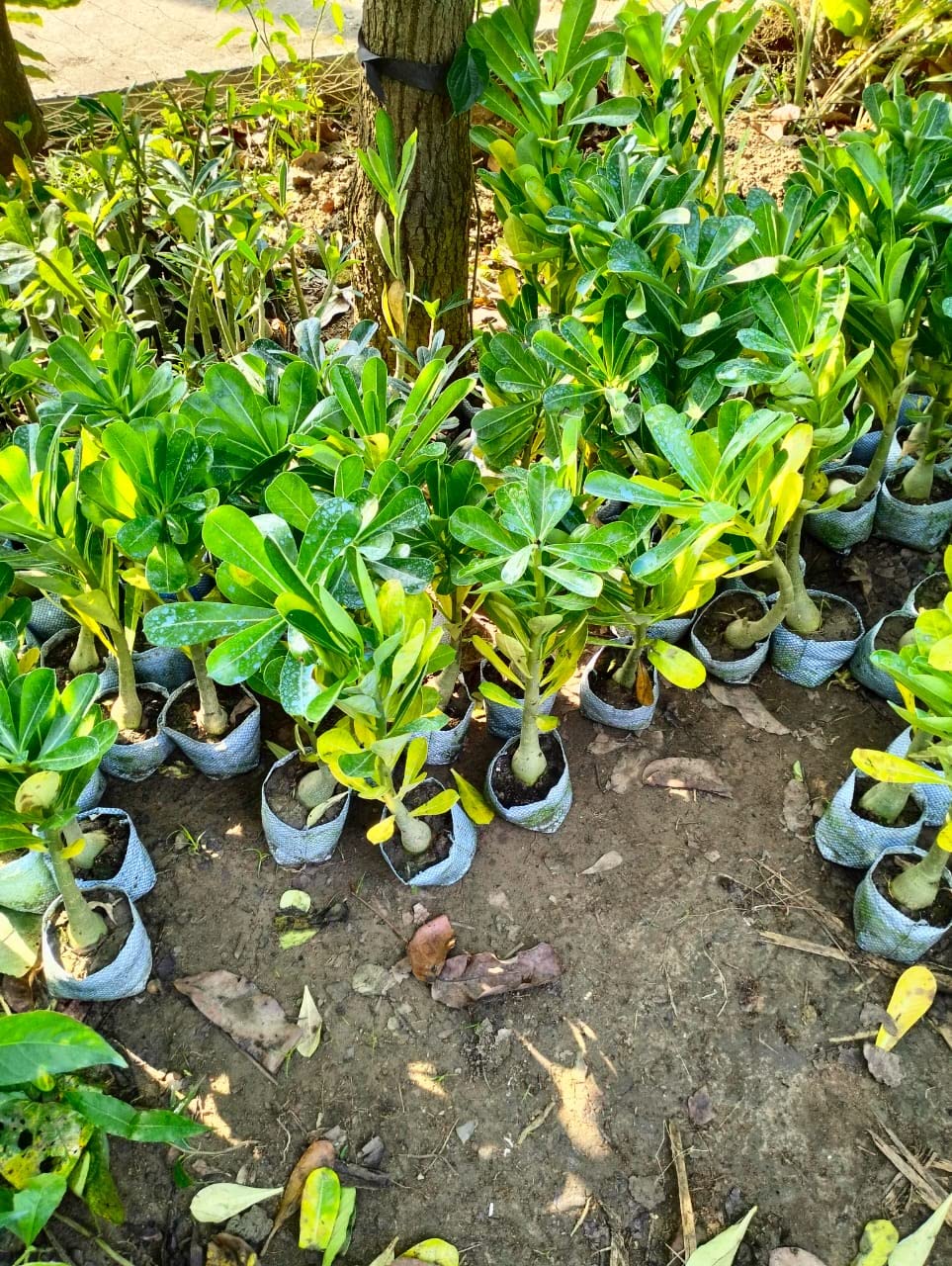 Adenium Desert Rose Live Plant – All Time Air Layered Tree | Adenium Plant Live with Red Rose Flower | Desert Rose Indoor Outdoor Plant | Flowers in 2–3 Years