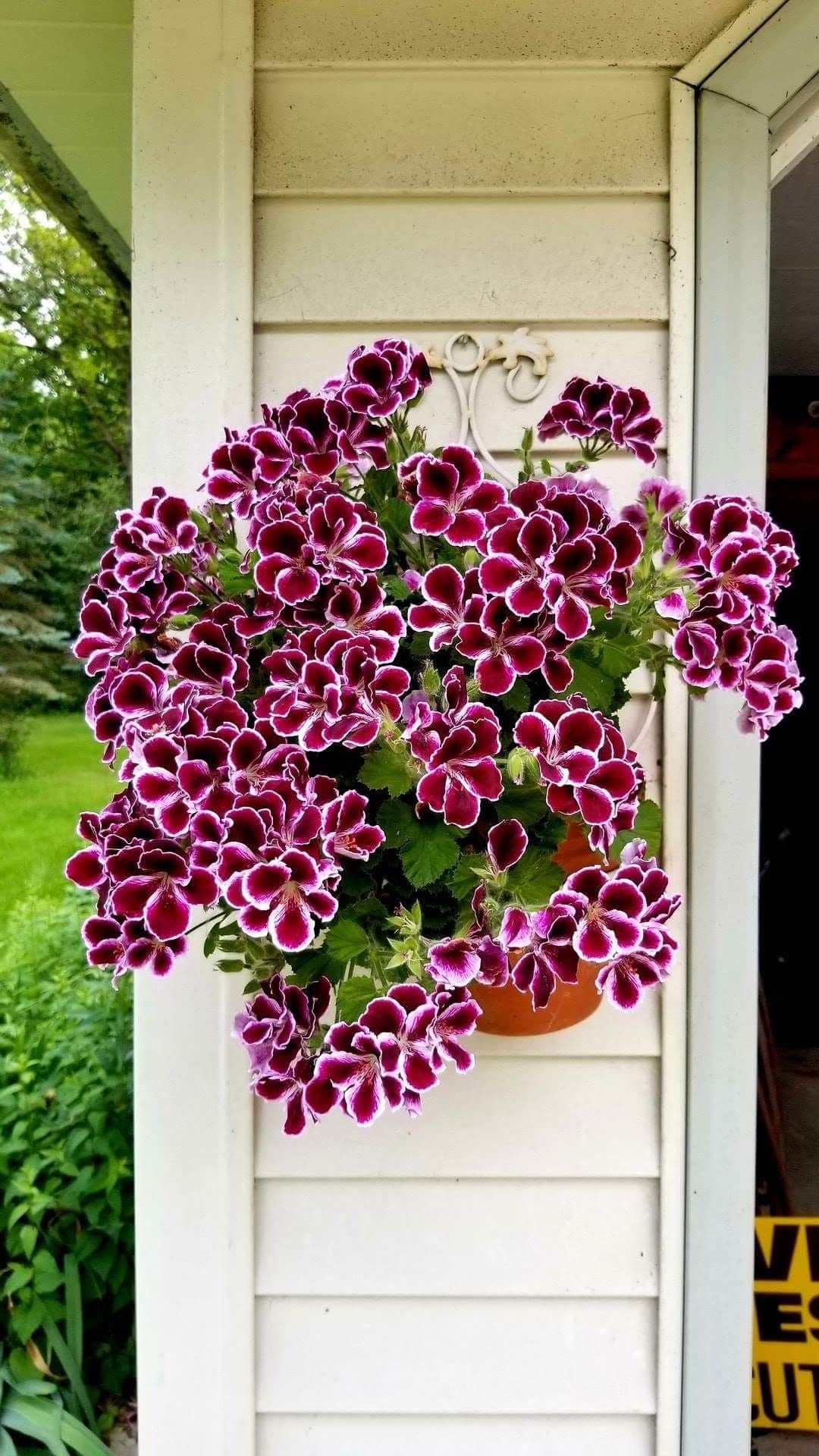 Climbing Double Geranium Flower Seeds for Home and Kitchen Gardening, Pack of 60 to 80 seeds