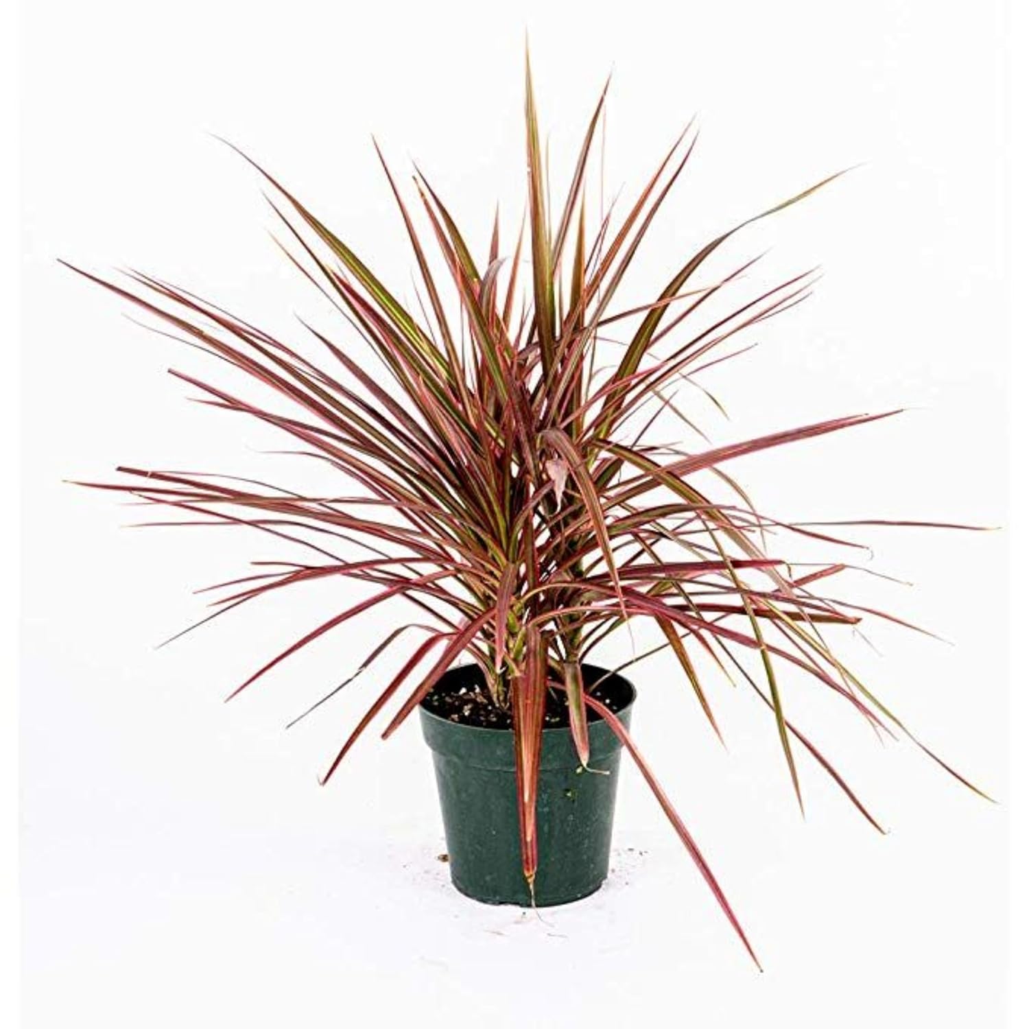 Live RED Dracaena Marginata Plant – Elegant Dragon Tree for Home & Office Decor, Air-Purifying Indoor Houseplant, Pack of 1 (RED)