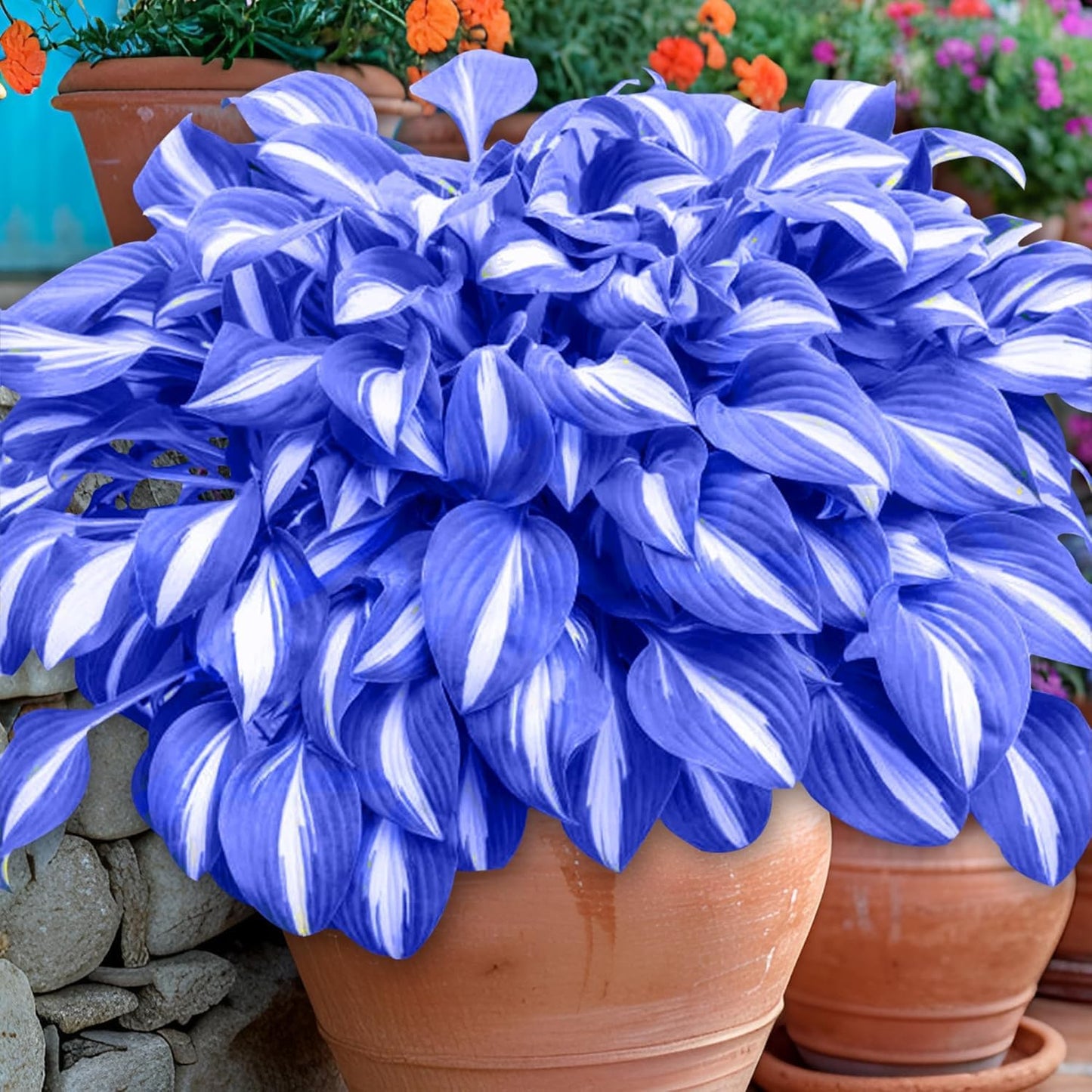 Hosta Seeds For Planting (200 SEEDS) Low Maintenance - Grow Indoor/Outdoor Both - Grow Year Round (HYBRID RAINBOW)