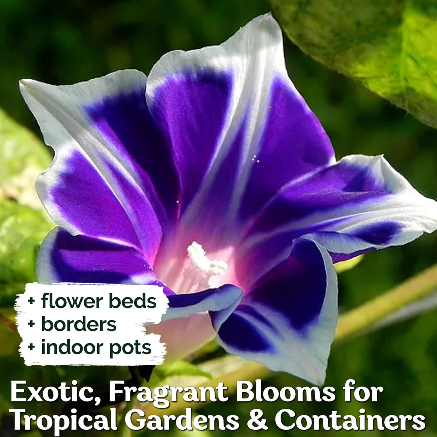 100+ Blue & White Morning Glory Seeds (Ipomoea) – Perennial Flower Seeds for Planting, Climbing Flowering Vines – Ideal Flower Seeds to Plant Outside & Inside in Containers, Trellises, Beds - Seeds Ville