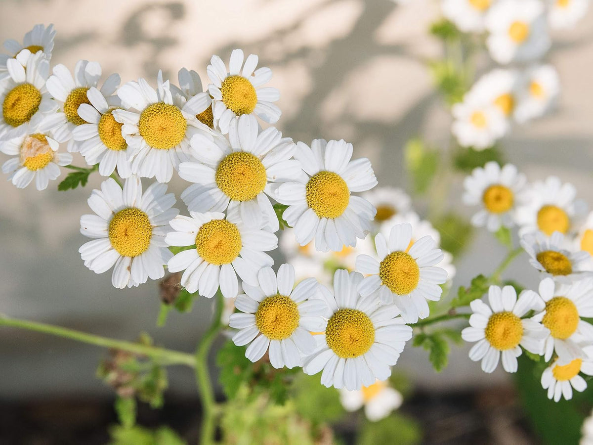 Seeds Ville German Chamomile Herb Seeds Pack of 100