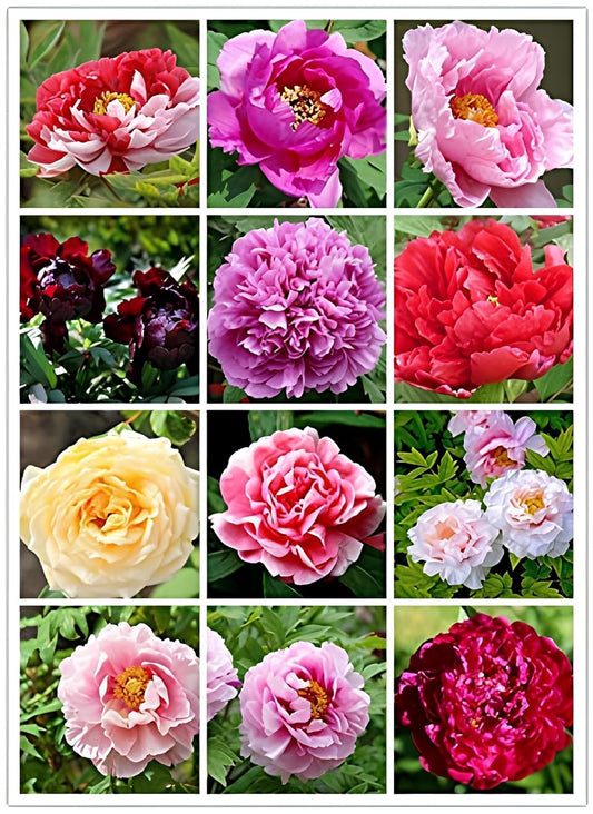 75+ Peony Mixed Flower Seeds For Planting- Double Beautiful Perennial Dwarf Plant Garden