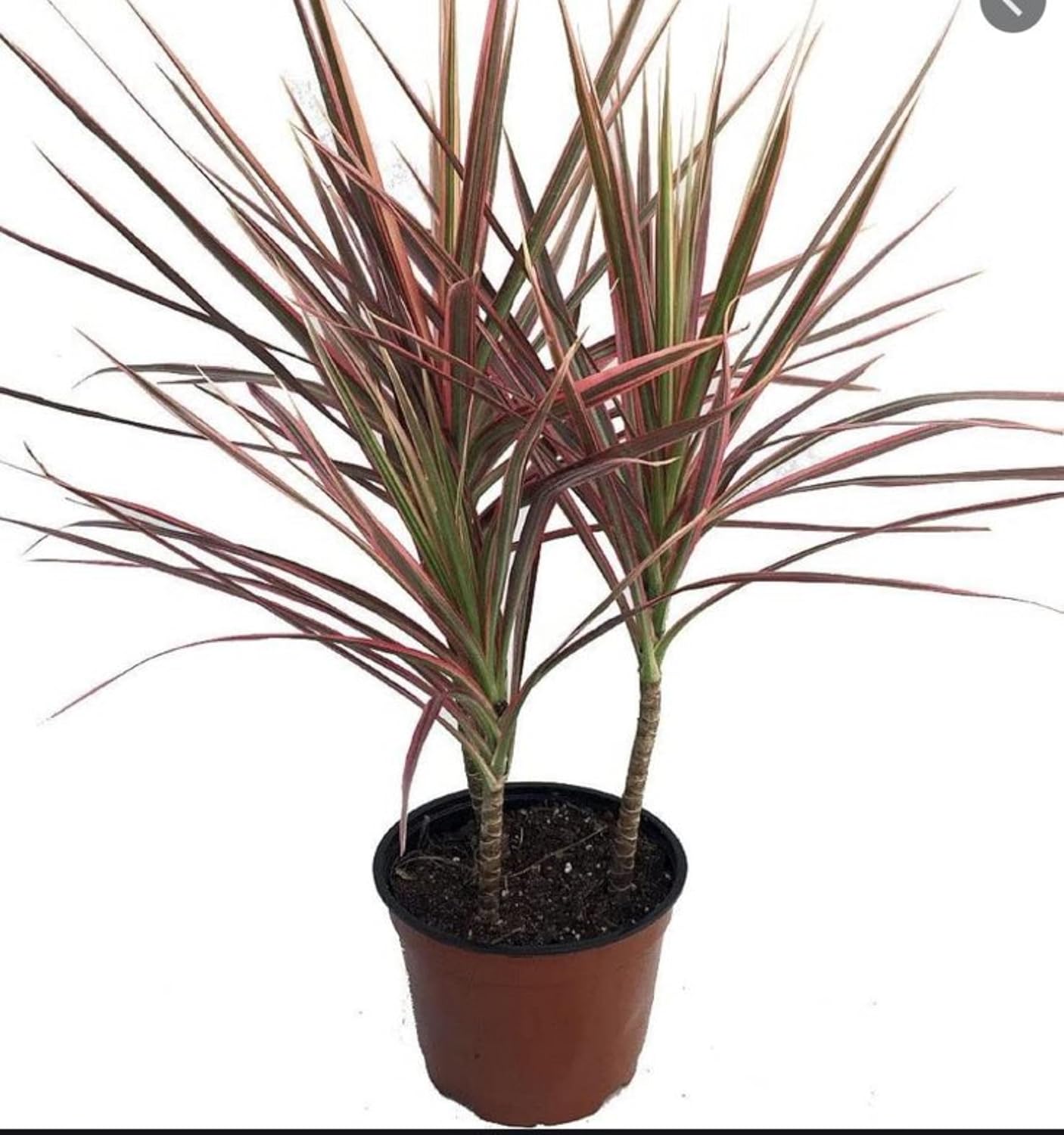 Live RED Dracaena Marginata Plant – Elegant Dragon Tree for Home & Office Decor, Air-Purifying Indoor Houseplant, Pack of 1 (RED)