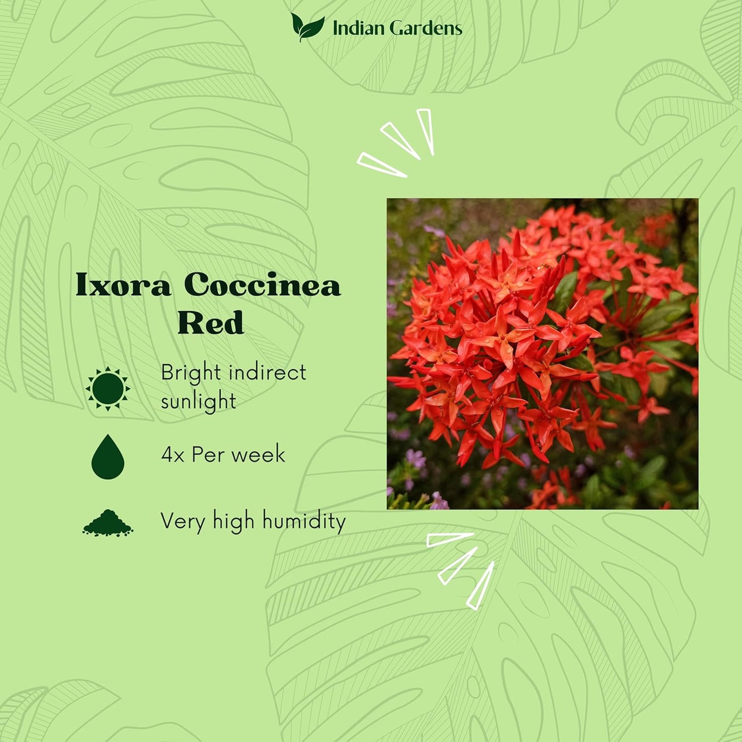 Indian Gardens - Ixora Mini Coccinea Red | Jungle geranium | Flame of the woods | Jungle flame | pendkuli live plant Outdoor Plant with 4 Inch Pot