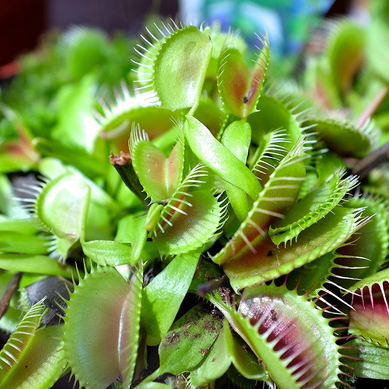 ✅ Venus Fly Trap 20 Seeds Eco Pack For Sowing