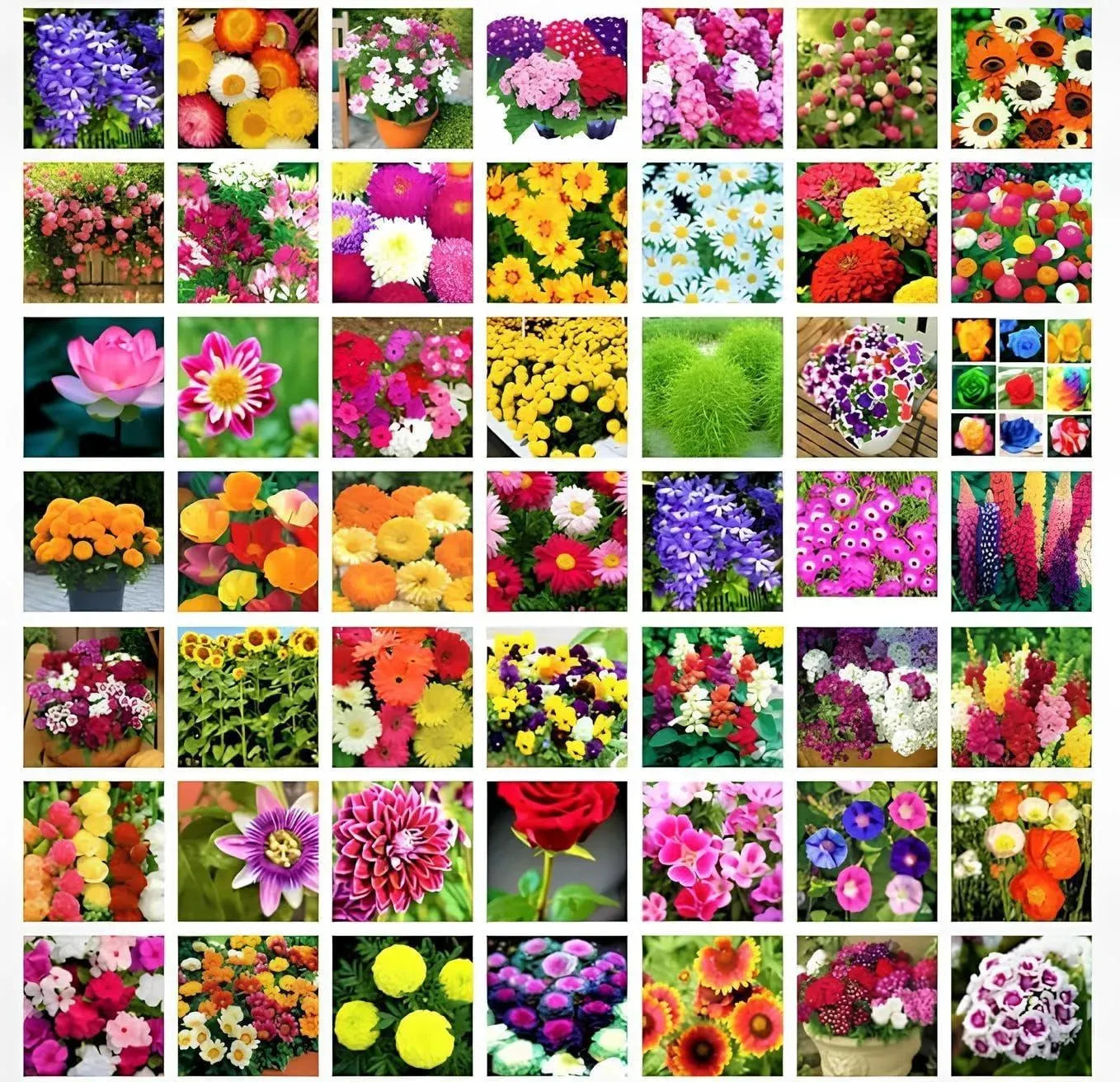 Blimburn Seeds- High Germination Hybrid Flower Seeds Combo Pack- All Year Flower Seeds Combo Pack (10 VARIETIES (400+ Seeds)) - Seeds Ville