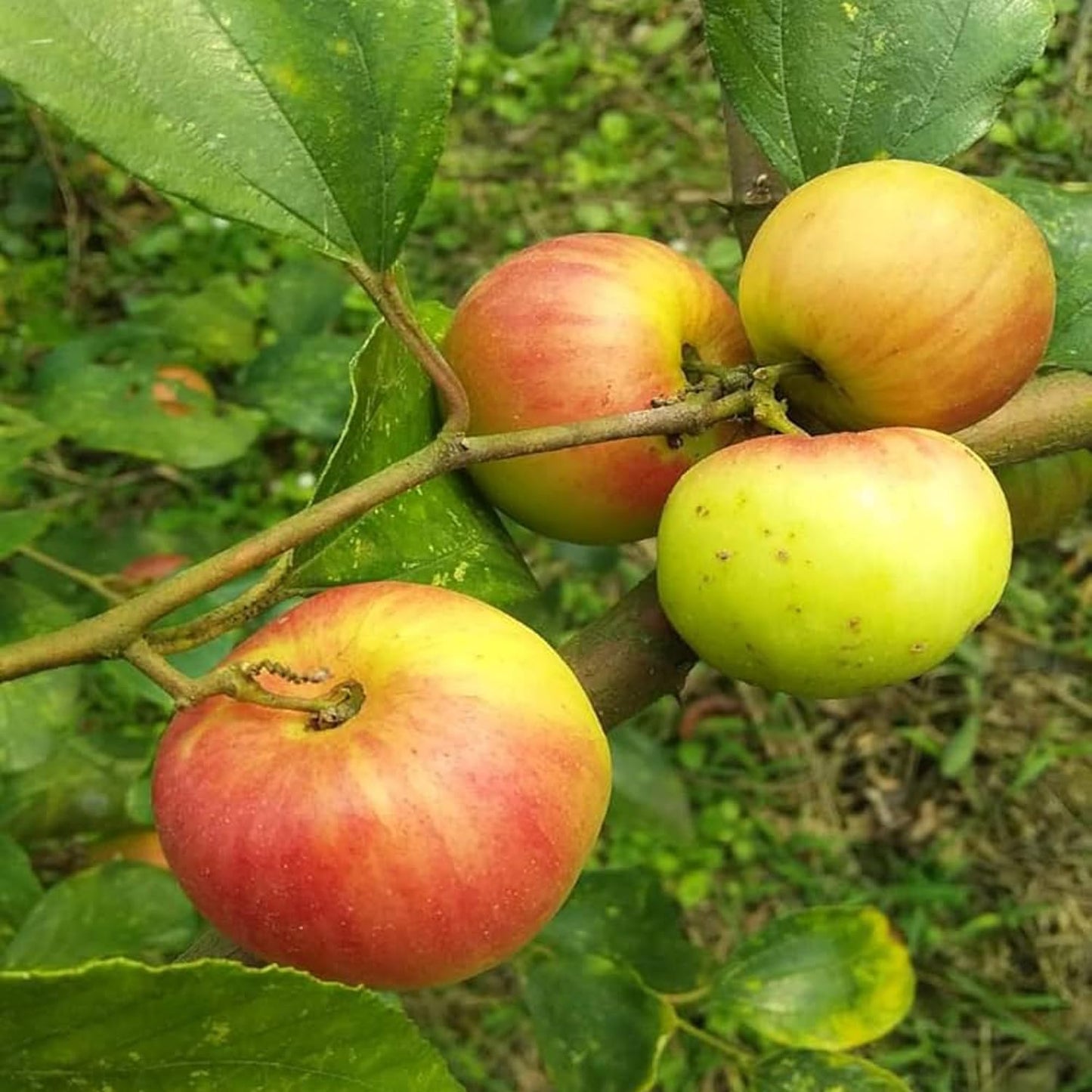 Seedless Apple Ber Jujube Kul Grafted Fruit Live Plant (1-2 Feet Height)