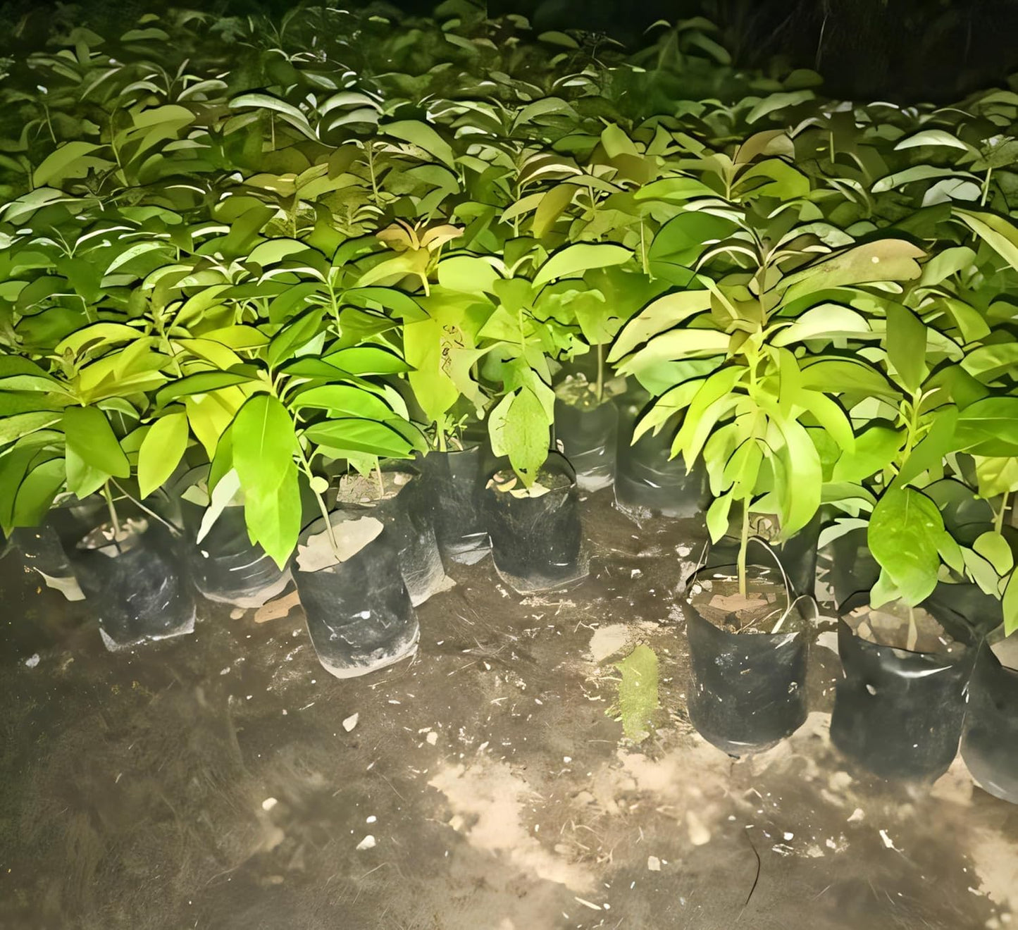 Avocado Frout Plant (Plant height 1.5-2.5 Feet) Butter Fruit - Plant Hybrid Hass Avocado Persea Americana Alligator Pear Butter Fruit Vena Ey Evokaido Phal Aveakkadea Phalam Rare Variety Tree