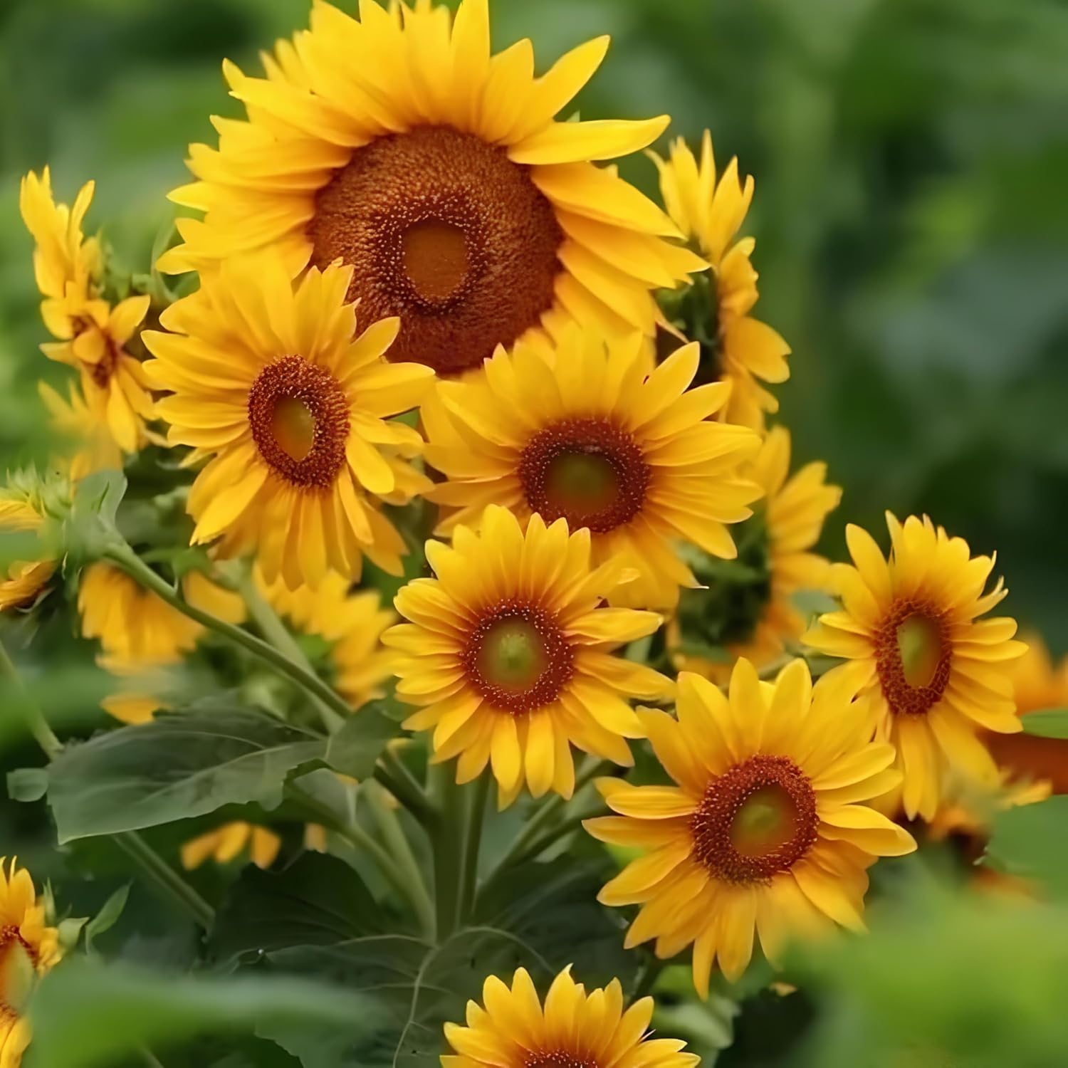 BlimBurn 50 pcs Multi-Headed HYBRID Yellow Sunflower Seeds for Planting- Rare and Stunning Garden Blooms - Grow Year Round - Seeds Ville