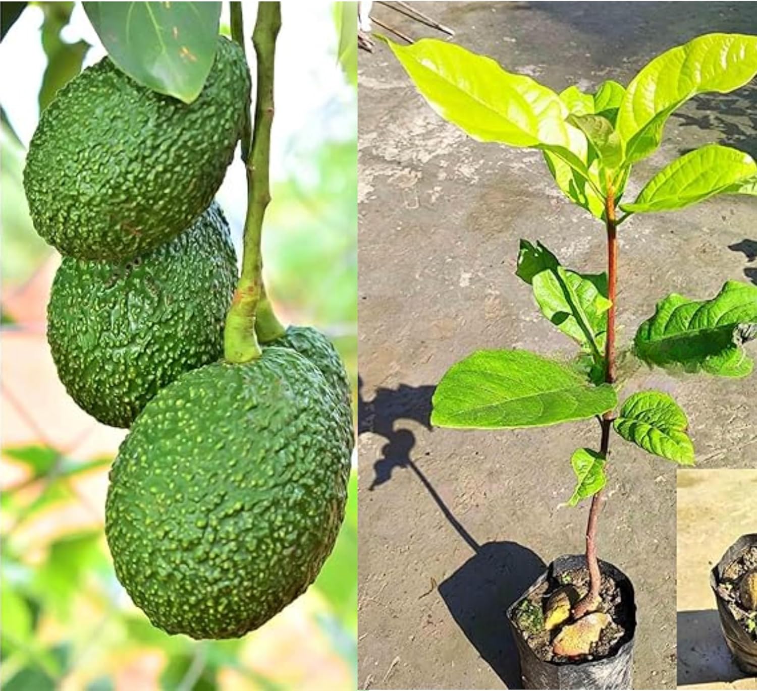Avocado Frout Plant (Plant height 1.5-2.5 Feet) Butter Fruit - Plant Hybrid Hass Avocado Persea Americana Alligator Pear Butter Fruit Vena Ey Evokaido Phal Aveakkadea Phalam Rare Variety Tree