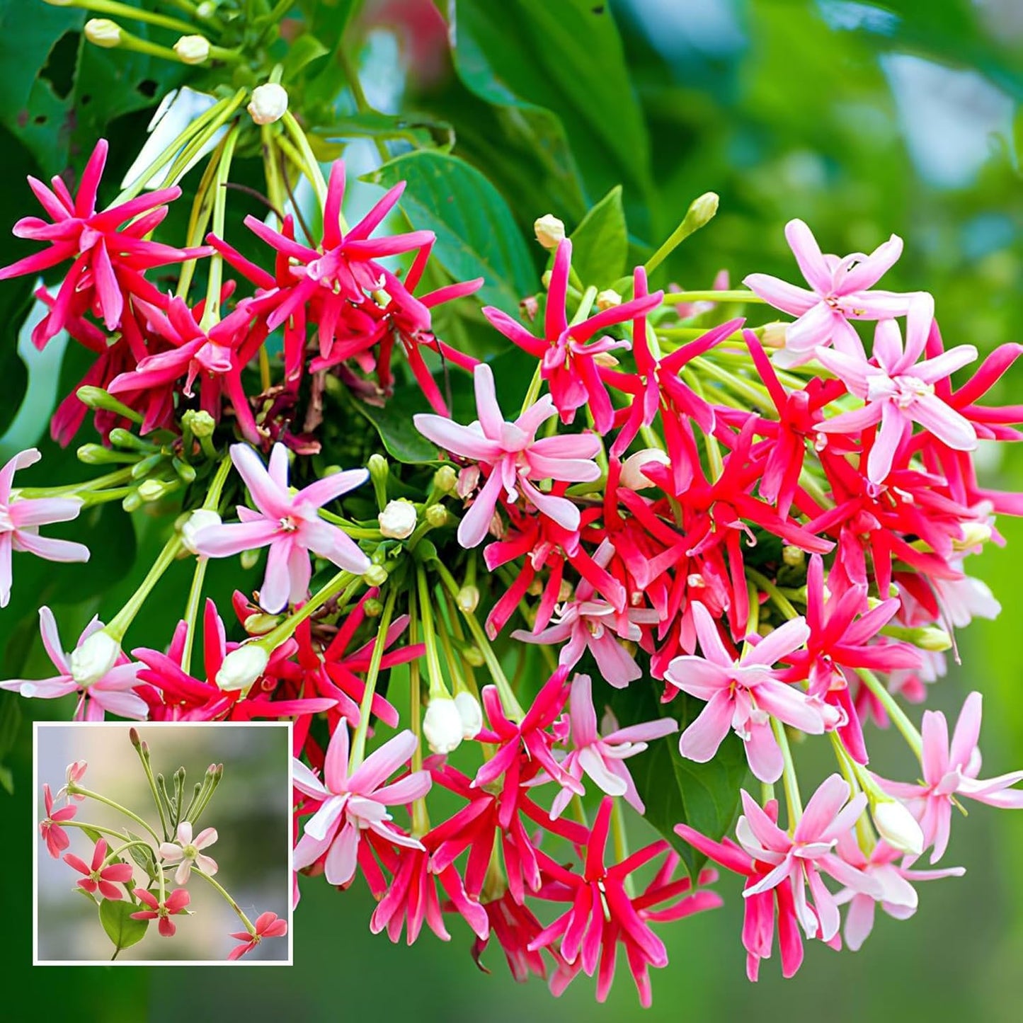 All Seasons Gardenia/Gandharaj Live Plant - Fragrant Blooms Choice for gardens and indoor spaces (With 3 Inch Black Plastic Pot) (Pack Of 1) (Live Flower Plant)