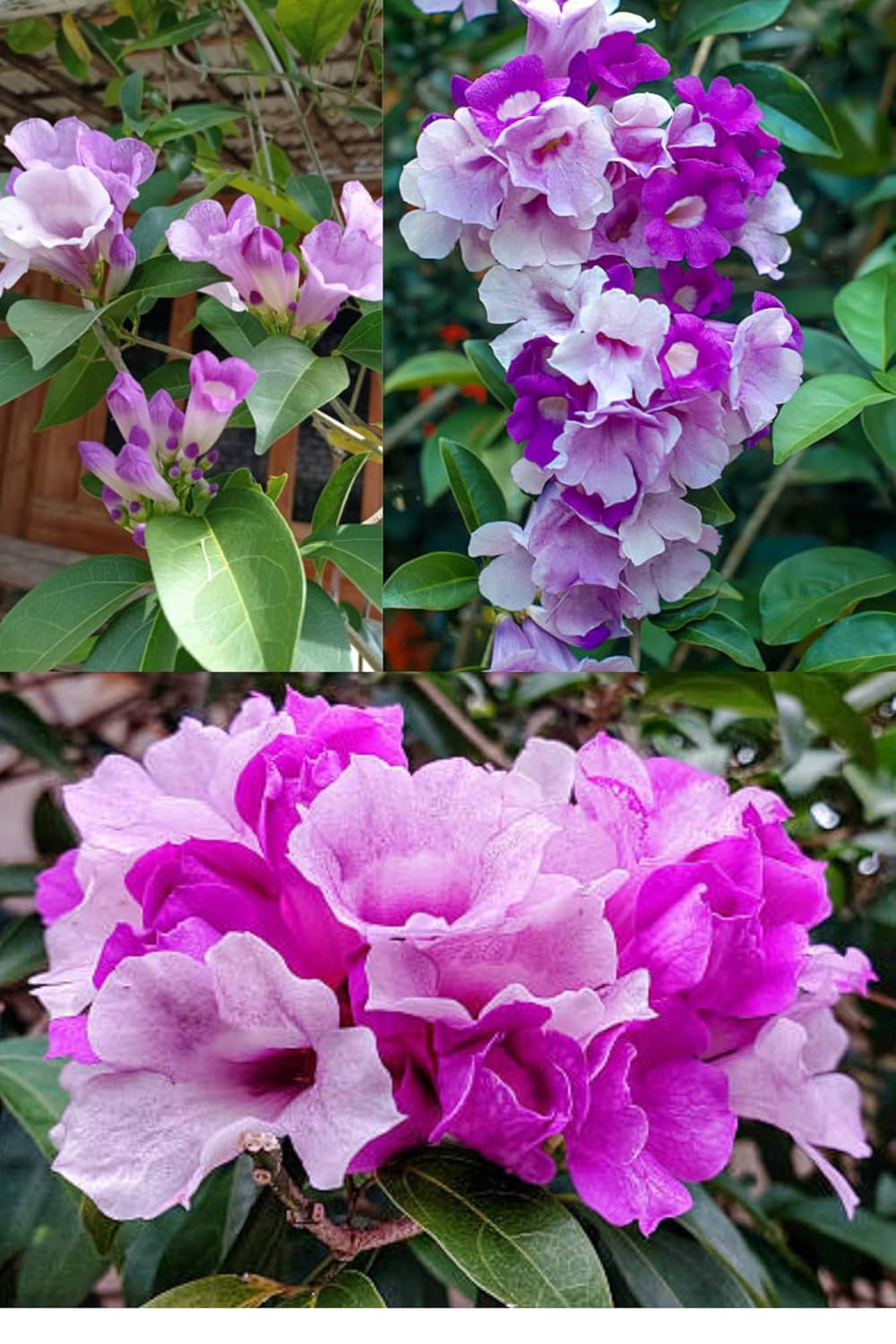 ZXXYANBI Rare Garlic Vine (Mansoa alliacea) Ajos Sacha, False Garlic, Garlic Creeper Live Plant (Height 1-2 Feet) Air Layered, flowering climbing vine mildly fragrant, 1 Healthy Plant For Home Garden - Seeds Ville