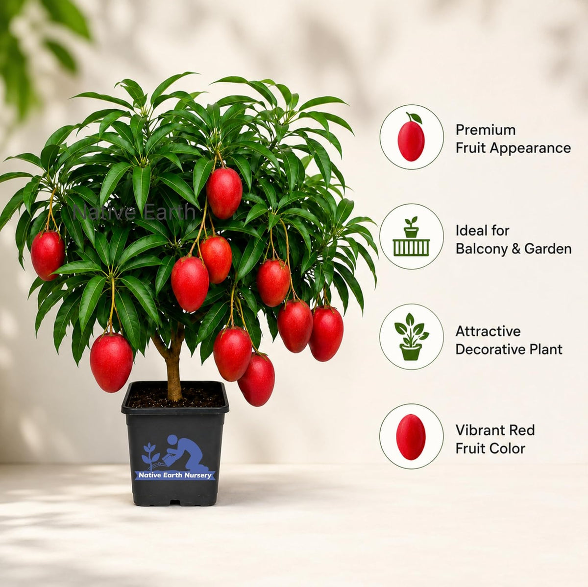 Seeds Ville Japanese Miyazaki Mango Grafted Live Plant Hybrid
