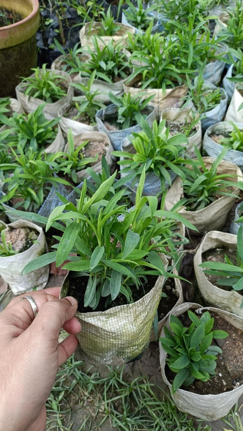 Oxygrin BiColour Dianthus Flower Live Plant Carnation Pink Sweet William Flower Live Plant DD014