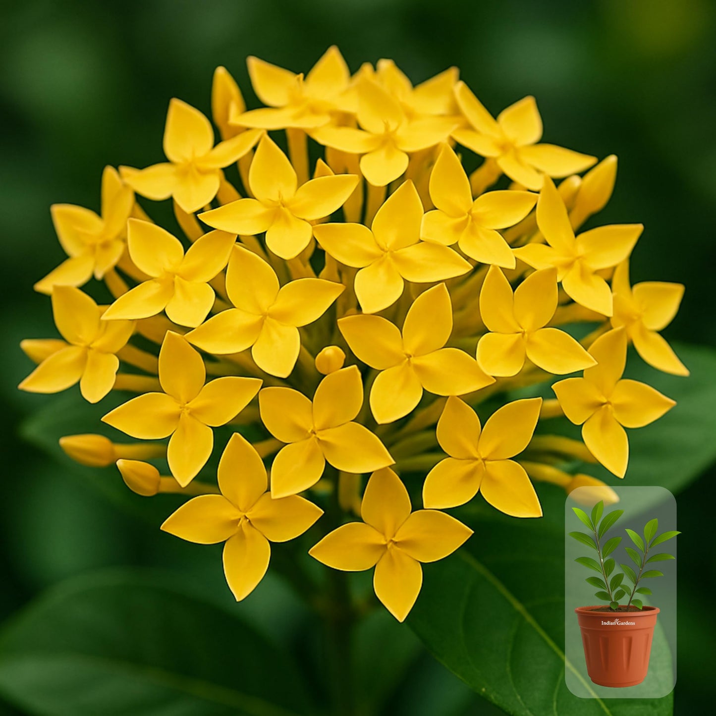 Indian Gardens - Ixora Mini Coccinea Red | Jungle geranium | Flame of the woods | Jungle flame | pendkuli live plant Outdoor Plant with 4 Inch Pot