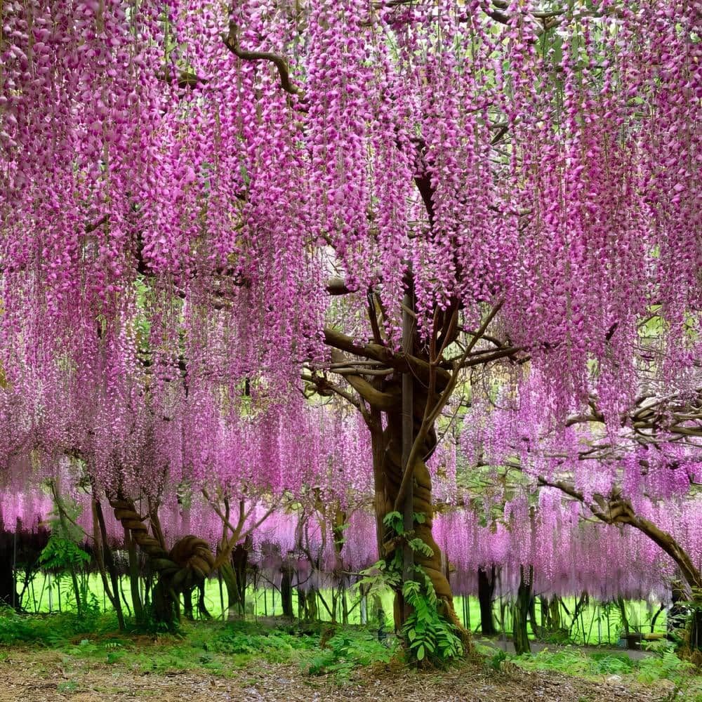 NooElec Seeds India 35+ SEEDS- Pink Wisteria Tree Seeds For Planting Home Garden- Grow All India. - Seeds Ville