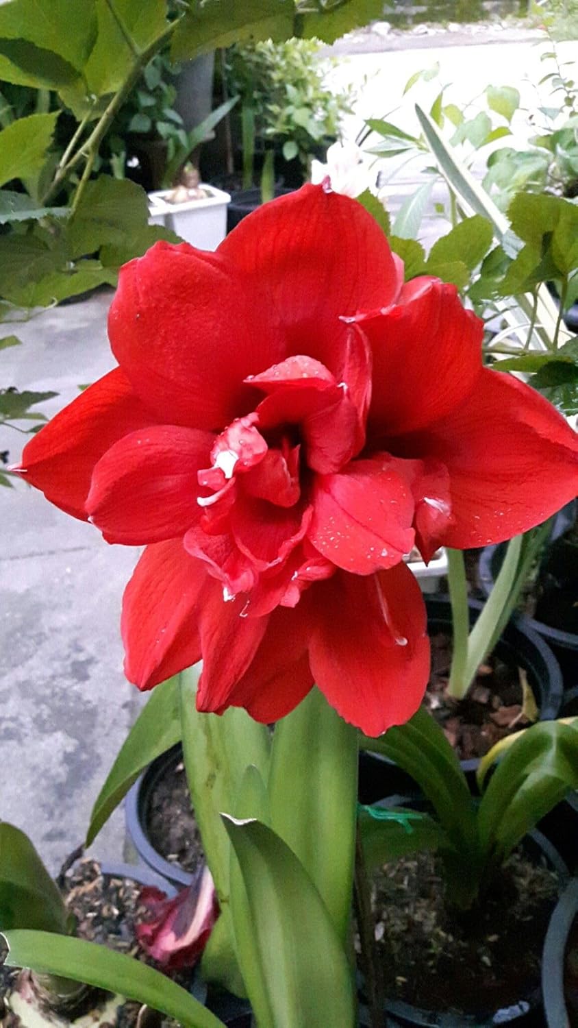 Radha Krishna Agriculture® Amaryllis Lily Flower Bulbs Double Imported for Home and Gardening Pack of 1 Bulbs (MAROON)