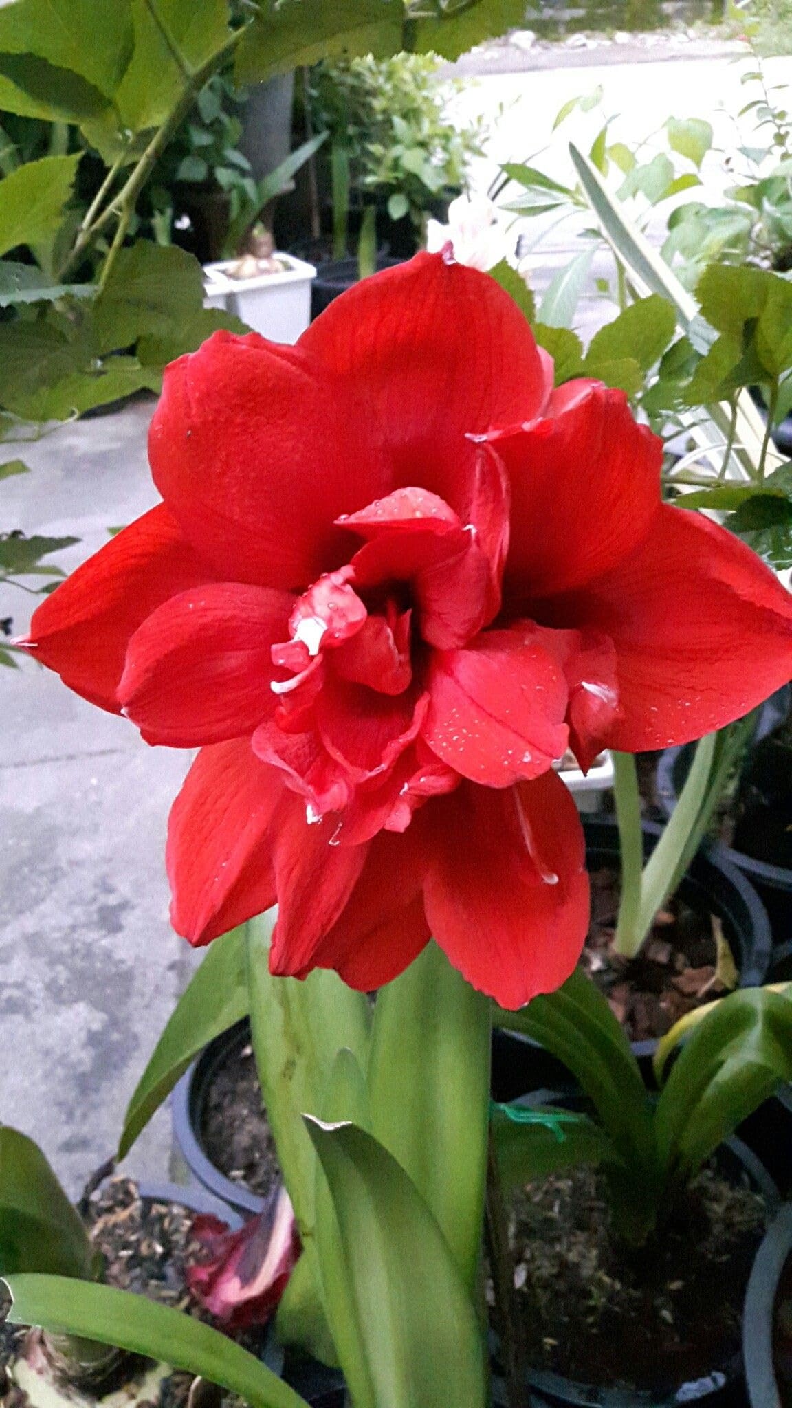 Radha Krishna Agriculture® Amaryllis Lily Flower Bulbs Double Imported for Home and Gardening Pack of 1 Bulbs (MAROON)