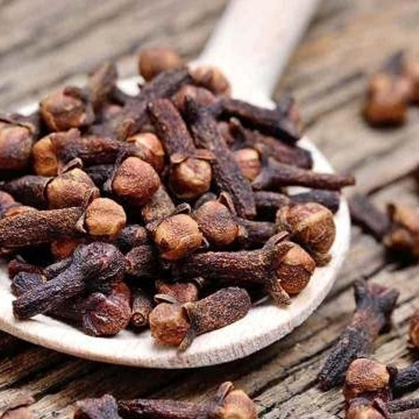 Lavanga Clove Spice Live Plants & Tree(1-3 Feet Size)