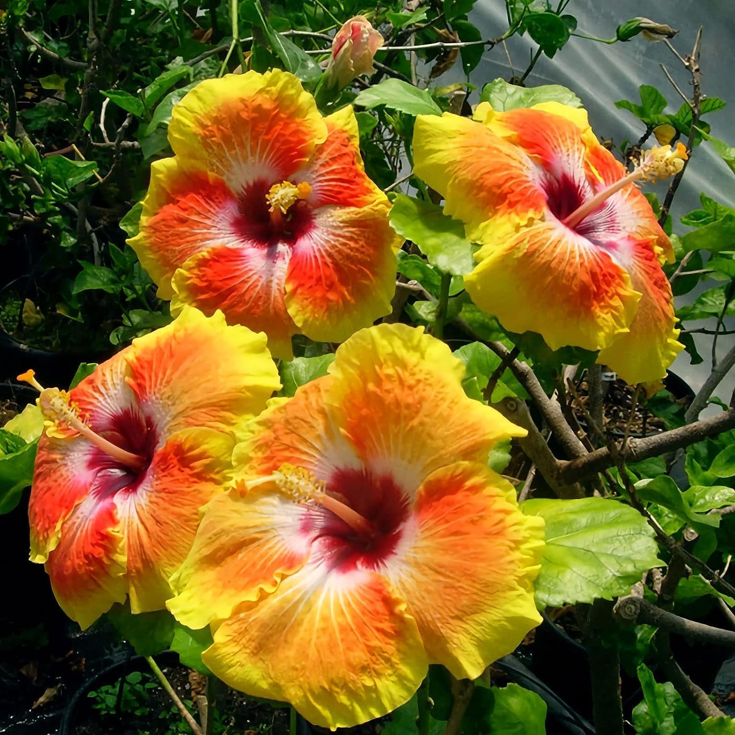 55+ SEEDS- Hibiscus Mix Flower Seeds For Planting Perennial- Low Maintenance Plant Seeds