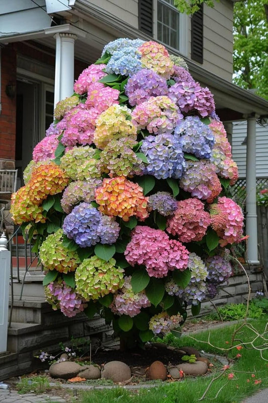 Super Bushy Hydrangea macrophylla Multicolor |1 Live Healthy Plant |Reblooming Bigleaf Hydrangea Shrub | Perfect for Containers Indoor/Outdoor Home Gardening