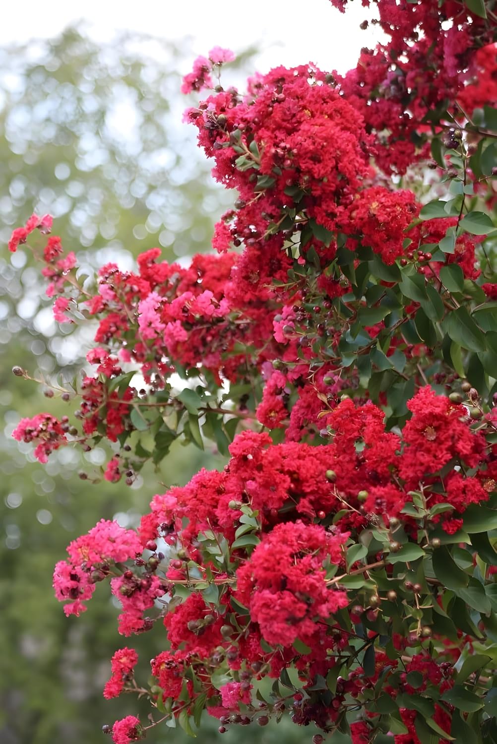 Seeds Ville Furush Rare Variety Flower Live Plant Outdoor Tree