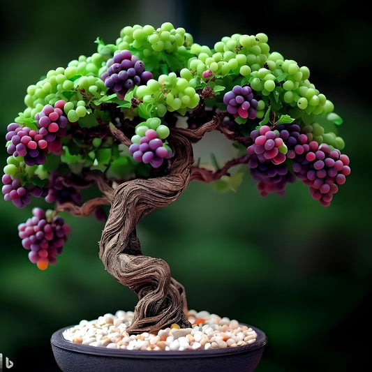 35 Seeds- Dwarf Miniature Rainbow Grapes Fruit Seeds For Planting Home Garden