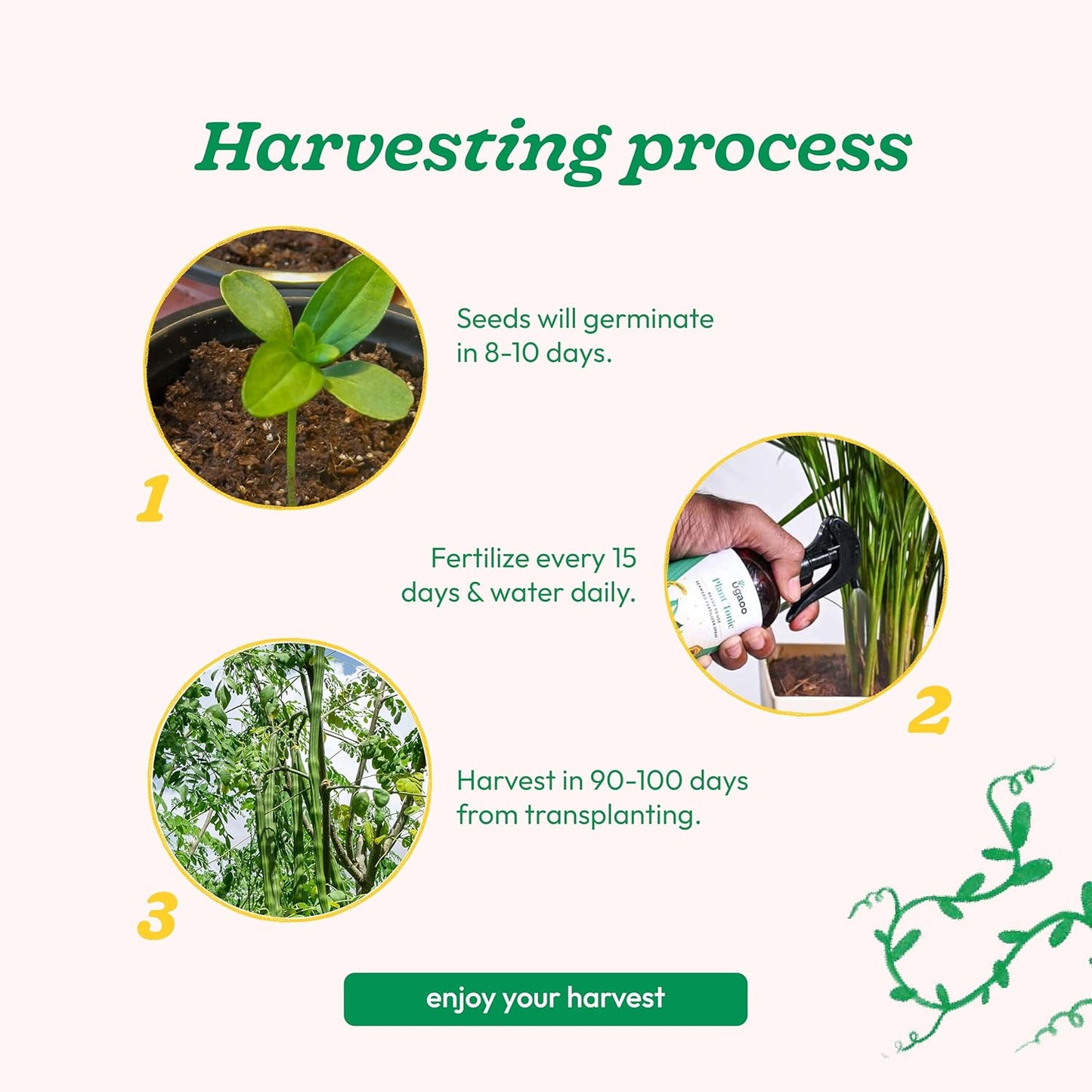 UGAOO Drumstick Moringa Vegetable Seeds (Green, Pack of 10g)