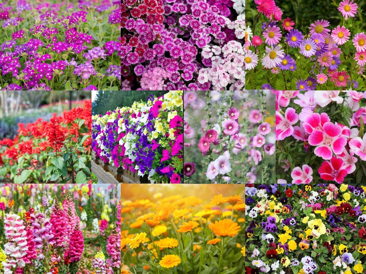 Indian Winter Mix Colour Flower Seeds Combo Pack 10 Variety 300+ Seeds - 30+ Seeds Each/Most Easy to Grow Seeds - Seeds Ville