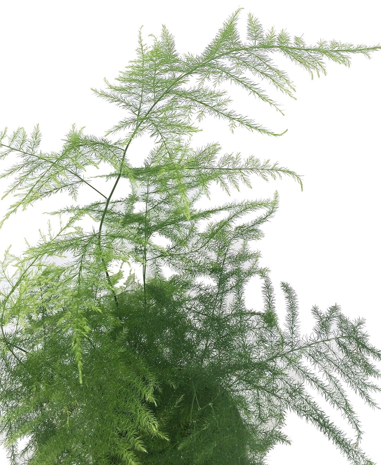 The Four Seasons Asparagus Lace Fern Leaf | Setaceus Plumosus Asparagus Fern | Rare Natural Live Plant in Pot