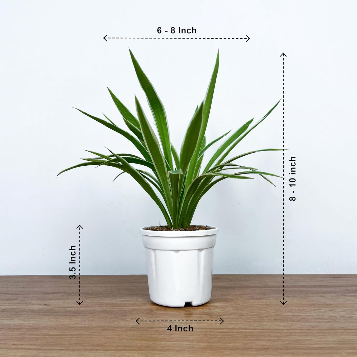 Spider Plant With 4 inch White Grow Pot | Live Indoor Plant for Home & Office | Air Purifying & Easy to Care | Grown in Premium Potting Mix - Seeds Ville