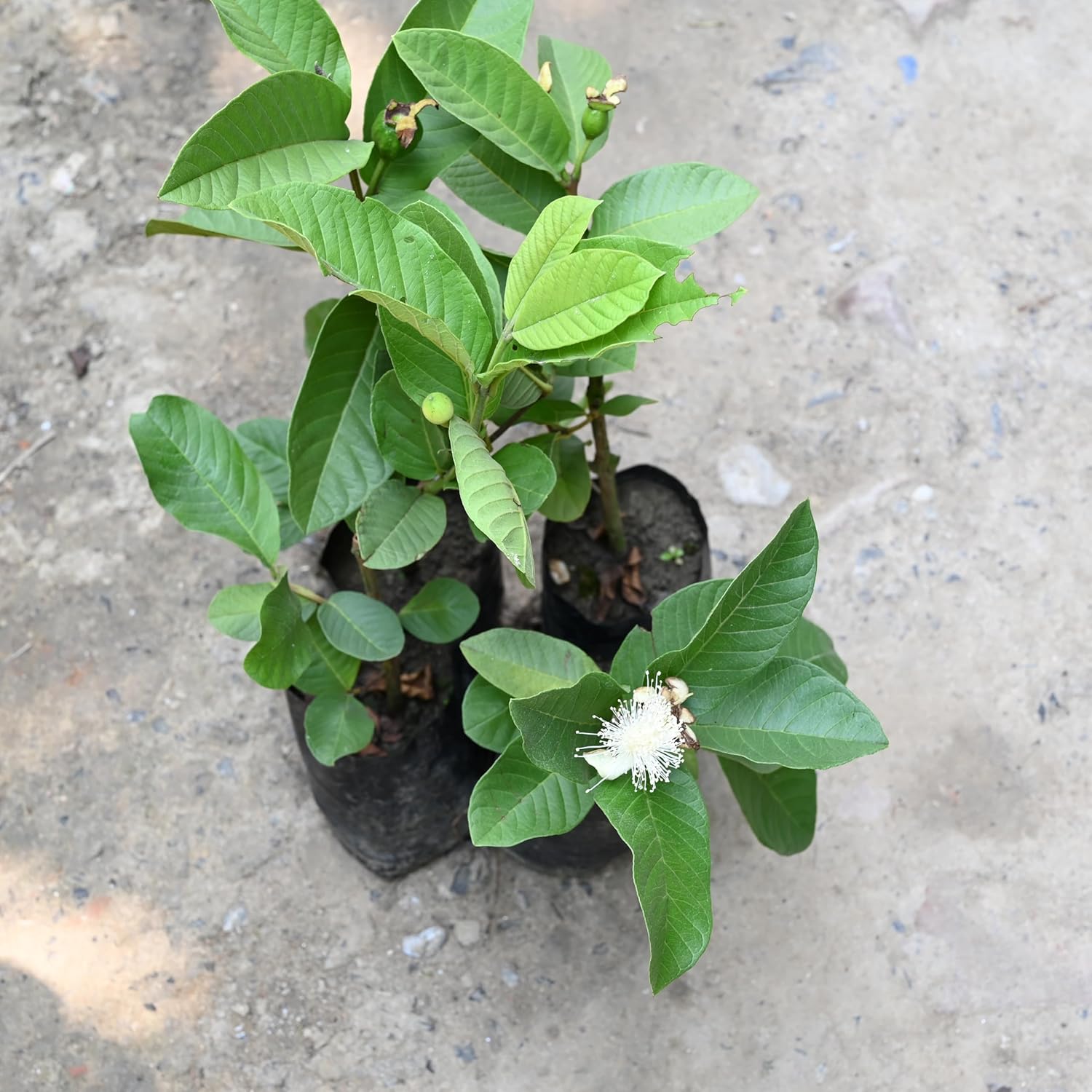 Dwarf Thai guava plant live pack of 1 (5 month fruit coming) 100%