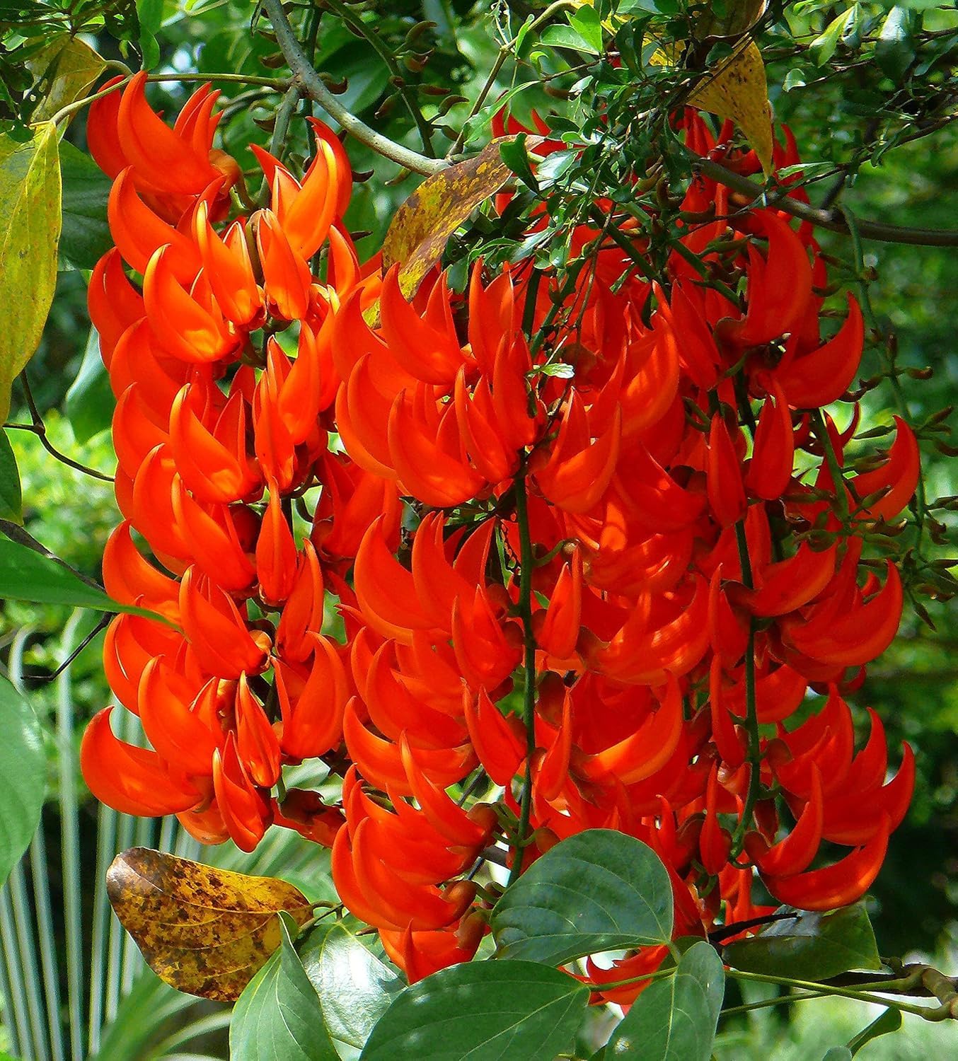 BlimBurn 50+ SEEDS- Climbing Jade Vine Flower Seeds For Home Garden, Balcony & Wall Covering | Low Maintenance & Fast Growing (RED RADIANCE) - Seeds Ville