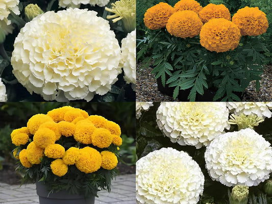 BlimBurn 150+ SEEDS- Marigold African & Marigold F2 White Flower Seeds Combo Pack, 75 Seeds Each - Seeds Ville