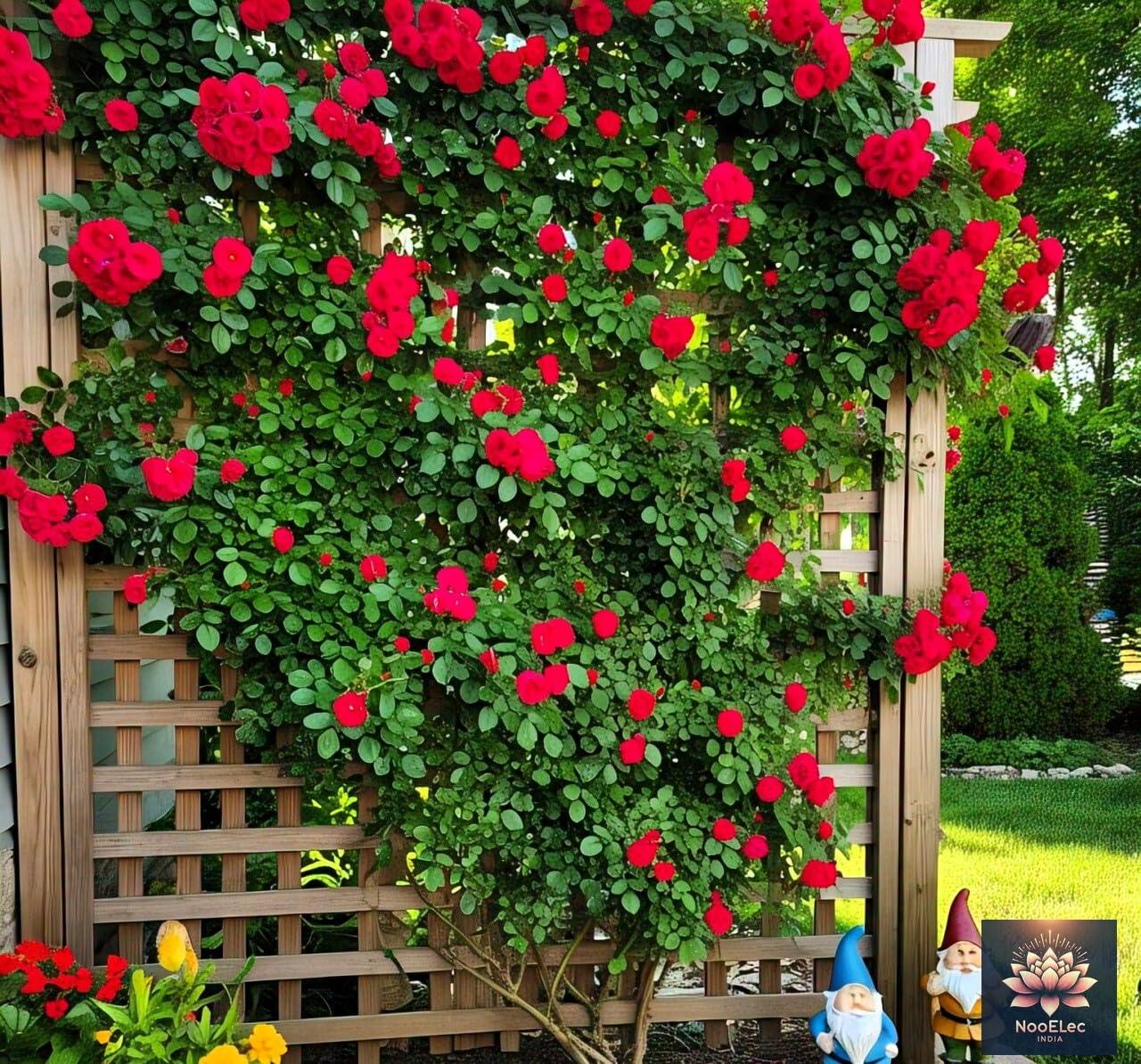 Climbing Rose Flower Seeds, 60 Seeds Pack - Hybrid, Year-Round Blooms, Minimal Care (MIX) - Seeds Ville