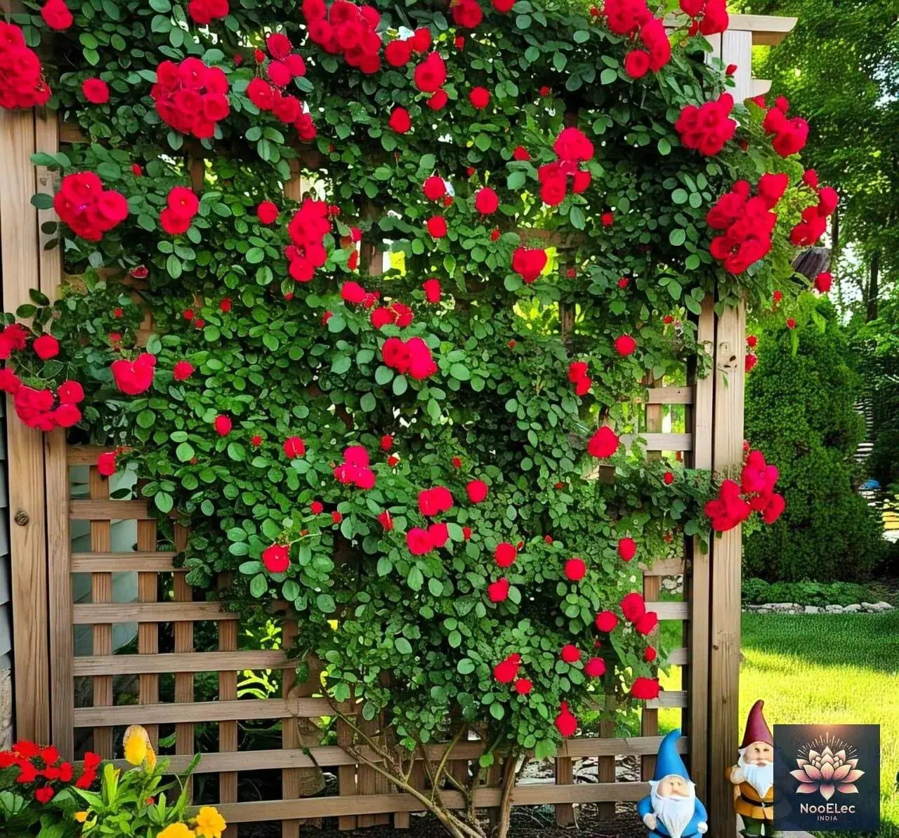 Climbing Rose Flower Seeds, 60 Seeds Pack - Hybrid, Year-Round Blooms, Minimal Care (MIX) - Seeds Ville