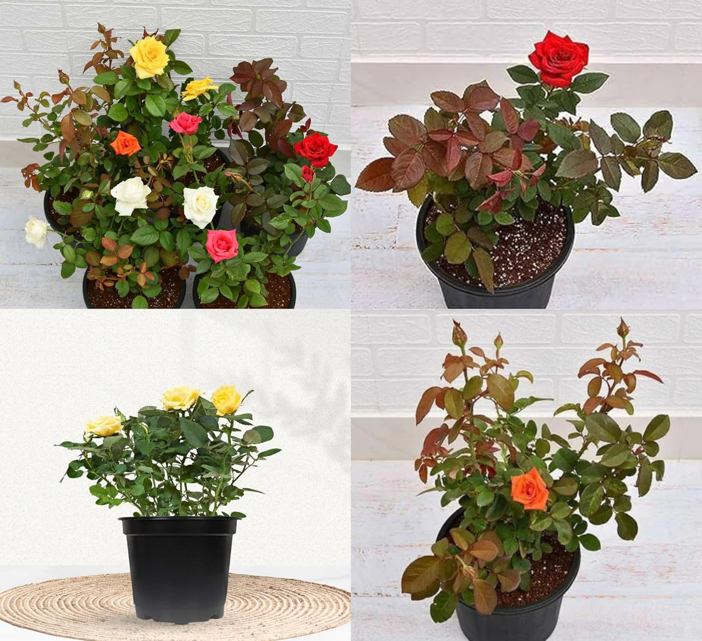 DEJESQOO (Cambo-4) Live rose flower plant Bears Flowers in 6 Months, Multicolour Great for Backyard Growing – Featuring Live Plant Varieties Rose Flower Plant for Home & Garden