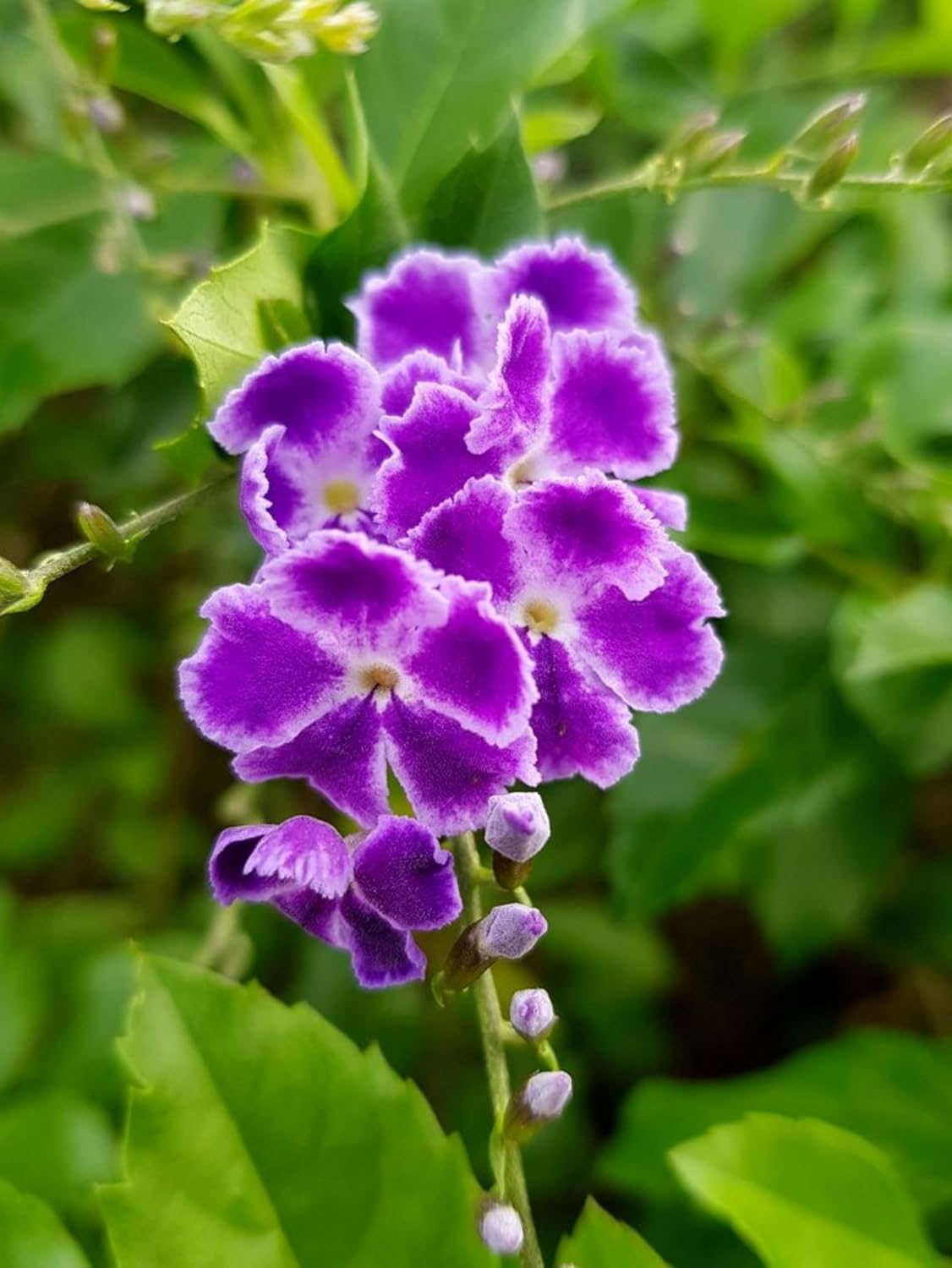 Seeds Ville Duranta Pretty Purple Shower Live Flowering Plant