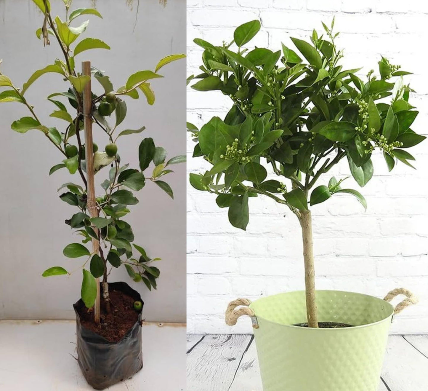 Purple Japanese Miyazaki Mango Plant Original Grafted Fruit Tree Height 1.5-3 Feet Plant Hybrid Plant Fruit In Just 2-3 Years Perfect For Home Gardens Mango Tree Taiyo No Tamago Eggs Of Sun