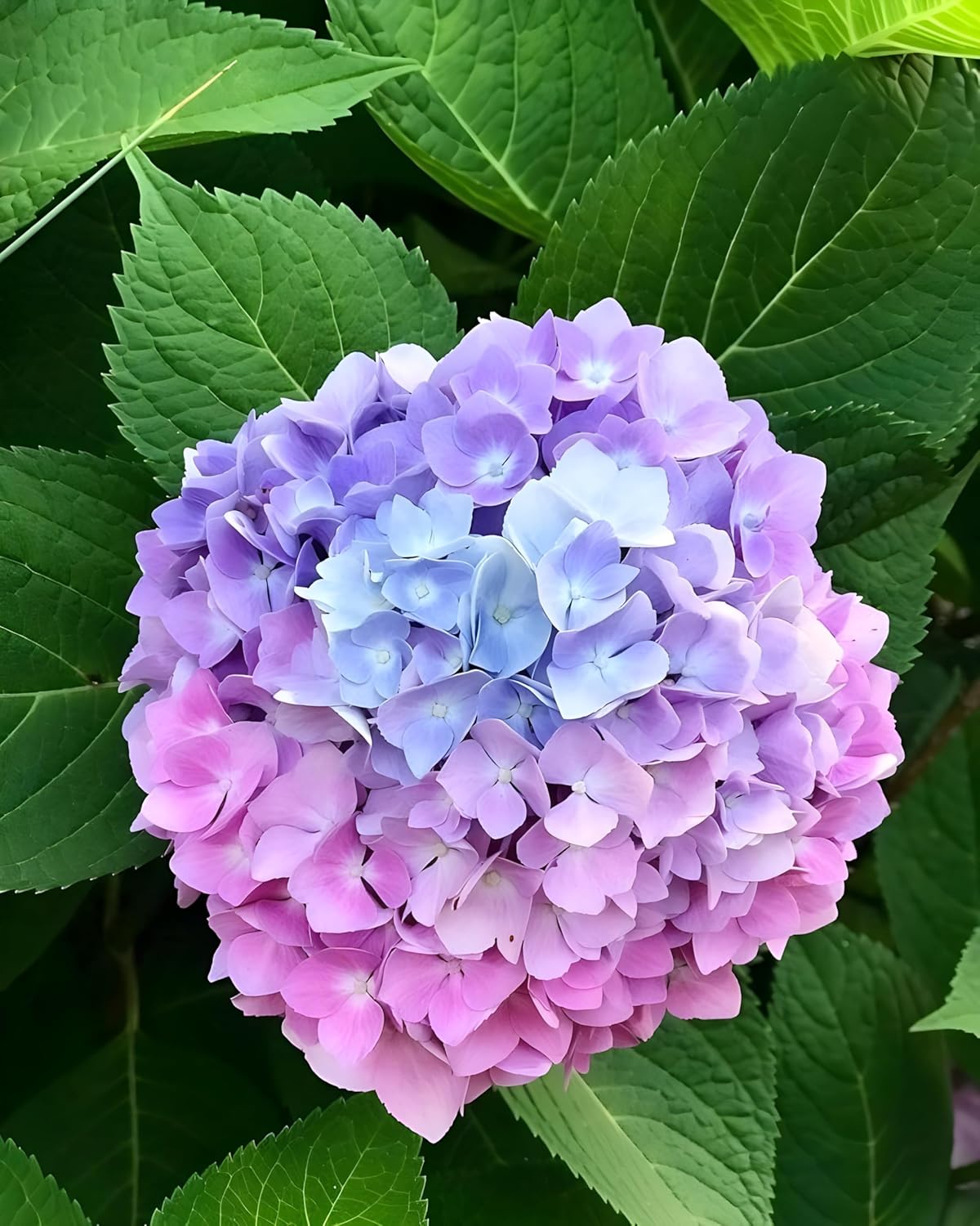 Rare Hydrangea Pink & Purple Colour Flower Live Plant, Special Variety, Healthy Plant & Tree Pack