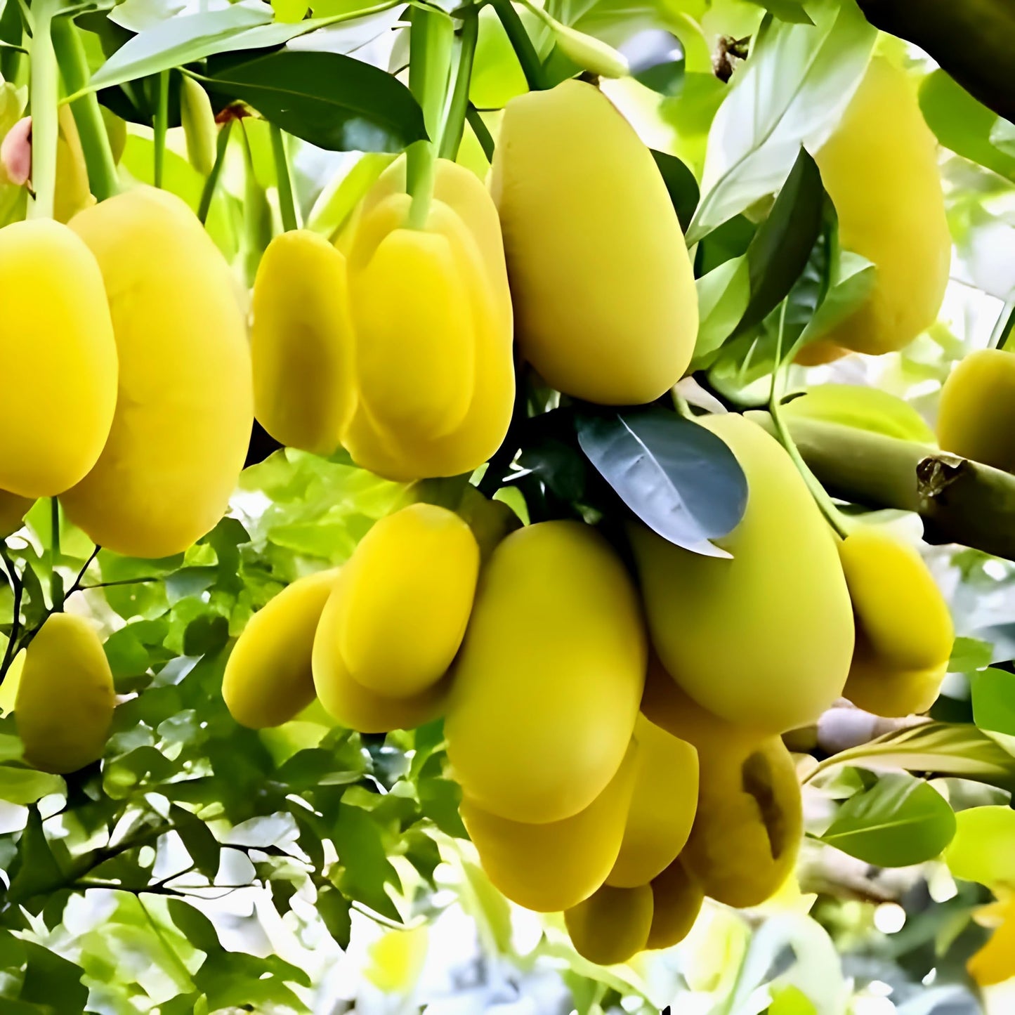 PAJUSDYASI-"Moon Drop Black grapes" Fruit plant Seedless all seasons hybrid - 1 Healthy Live Super Yielding Early Fruting Moon Drop Black grapes Fruit Plant for Home Garden