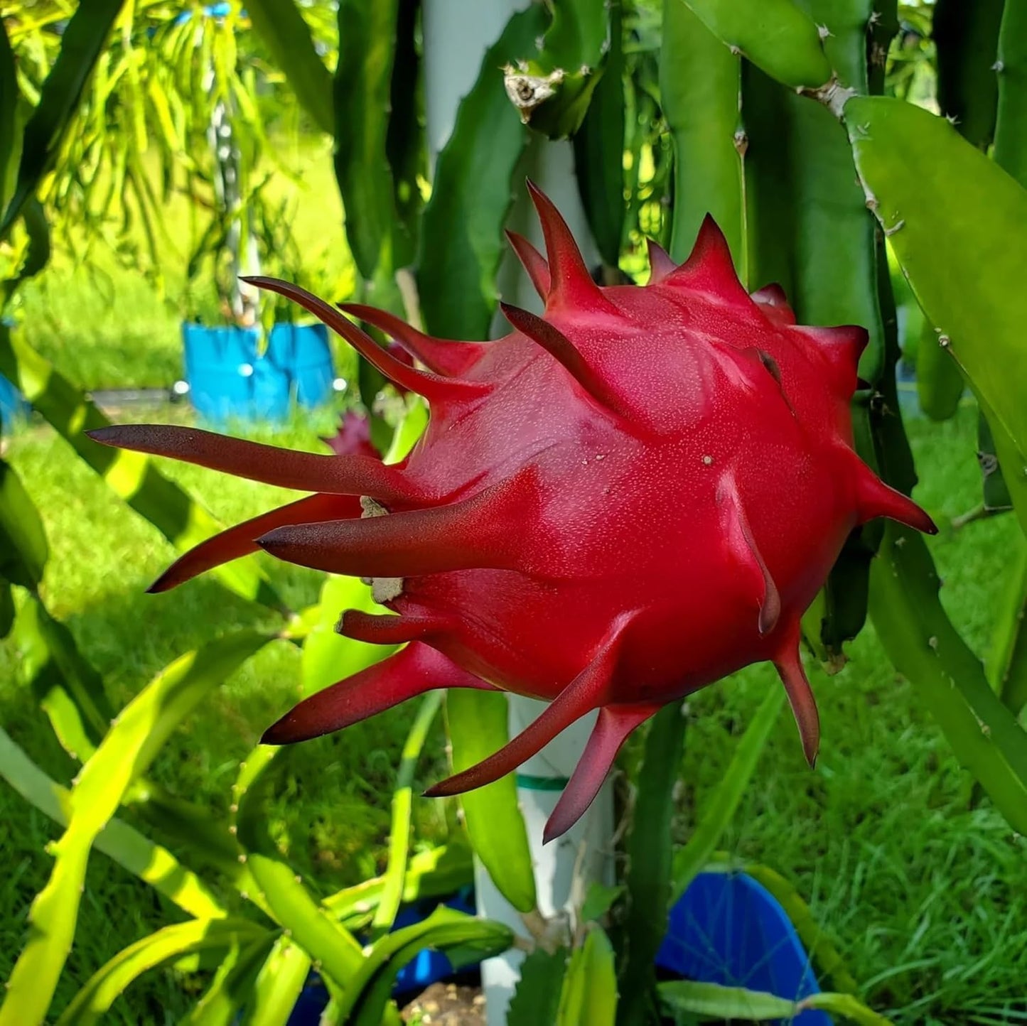 Dragon Red Variety Fruit (Cutting/Grafted) Live Plants & Tree(1-2 Feet Size)
