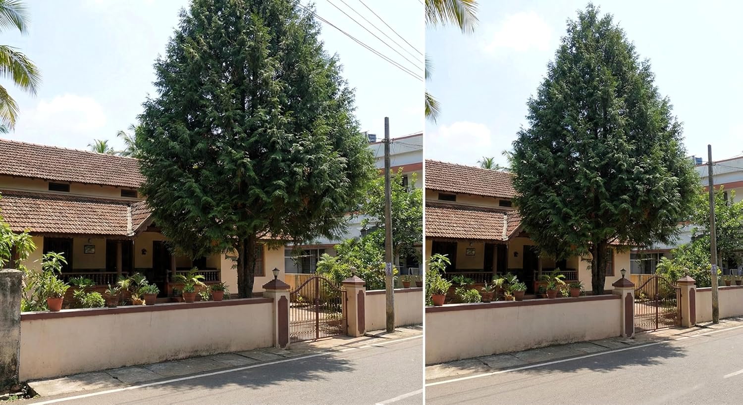 BlimBurn Giant Thuja Tree Seeds (Morpankh) for Home Garden - All Season Evergreen Plant Seeds - Drought Tolerant, Low Maintenance & Fast Growing (Pack of 35+ Seeds]