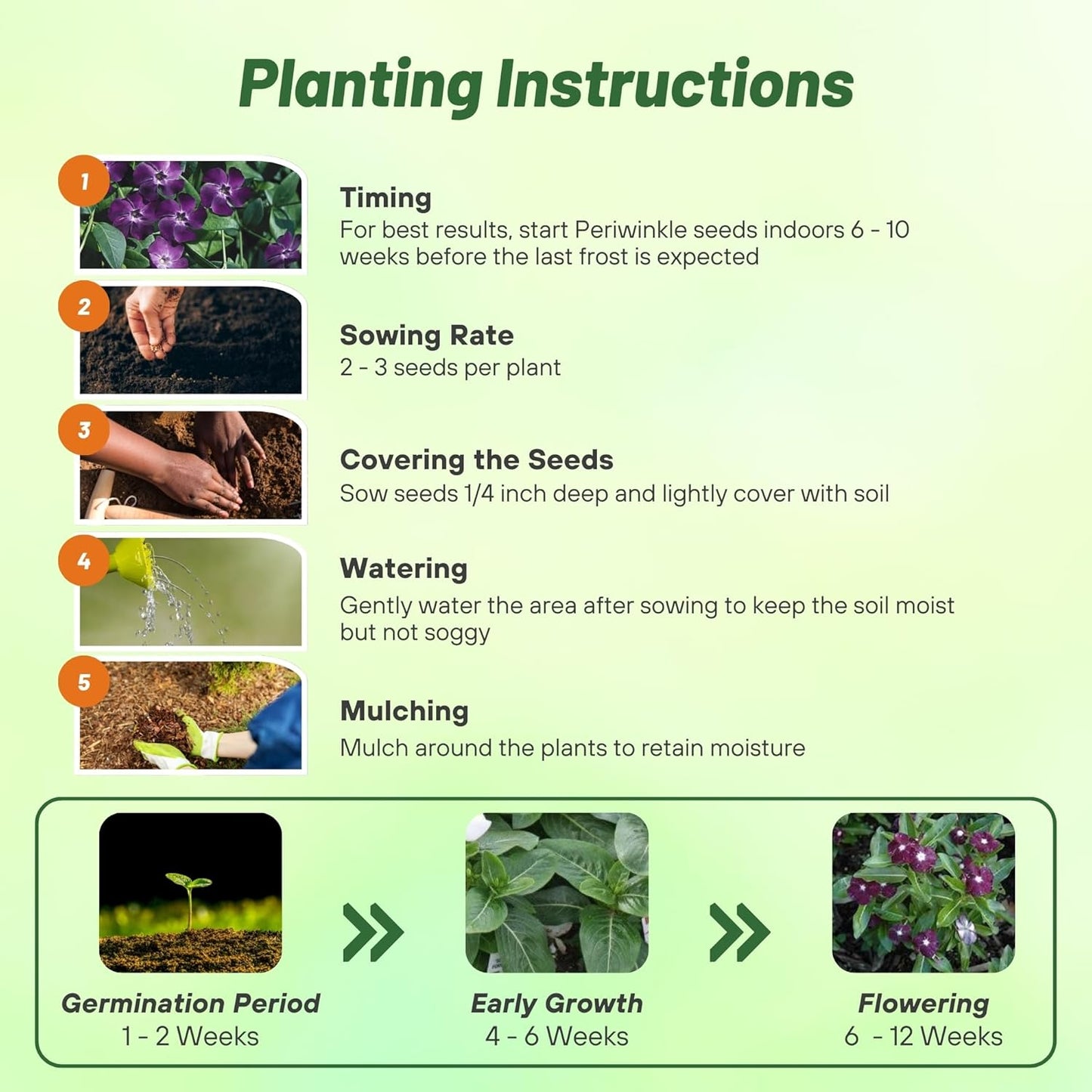 Seeds Ville 50 Seeds Annual Vinca Periwinkle BlackBerry Sadabahaar Ground Cover & Flower Seed for Planting - Seeds Ville